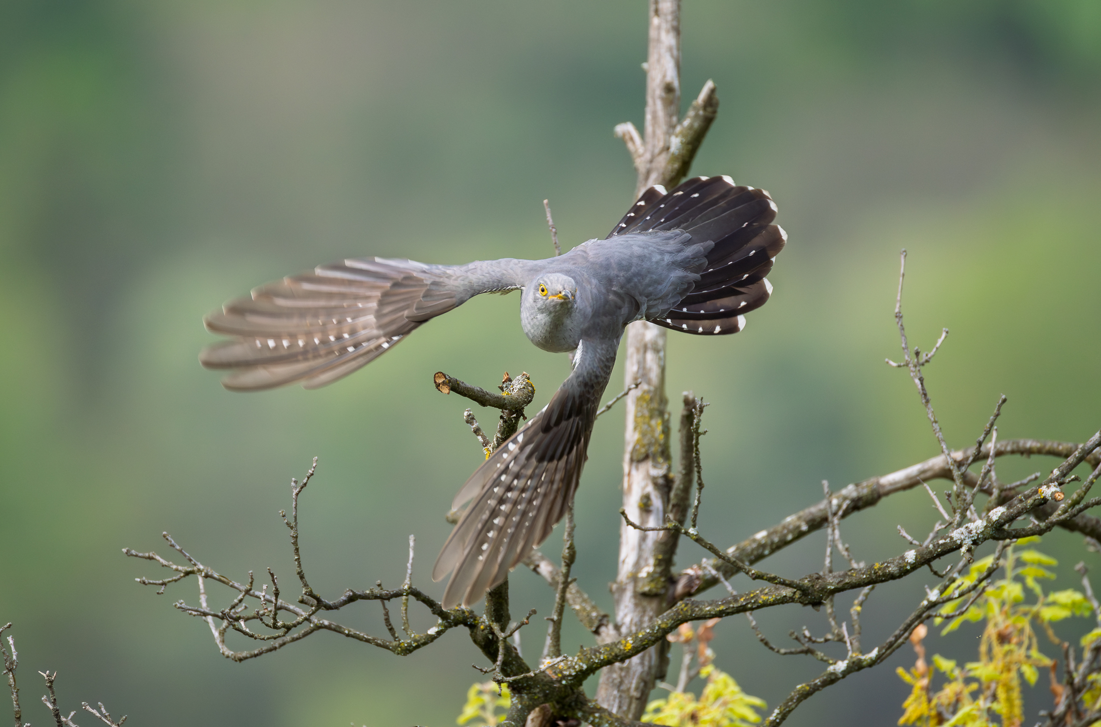 Cuckoo