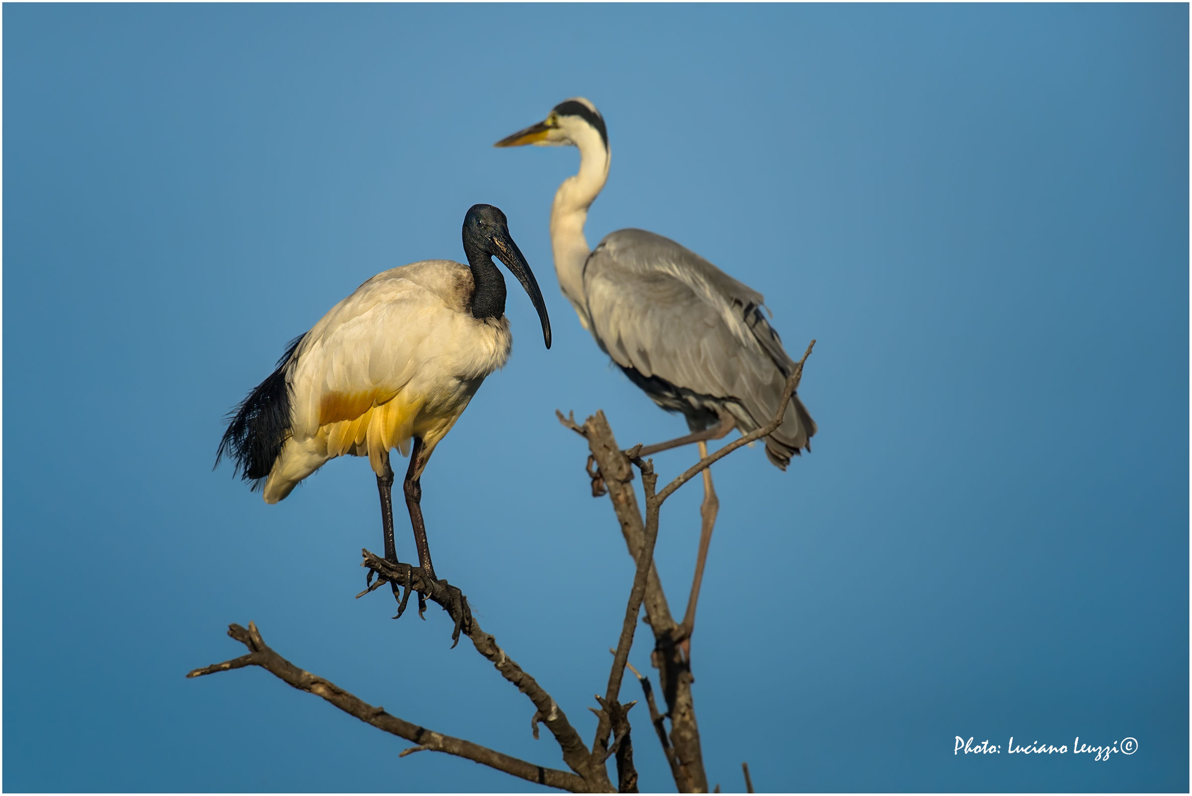 Ibis e airone al tramonto