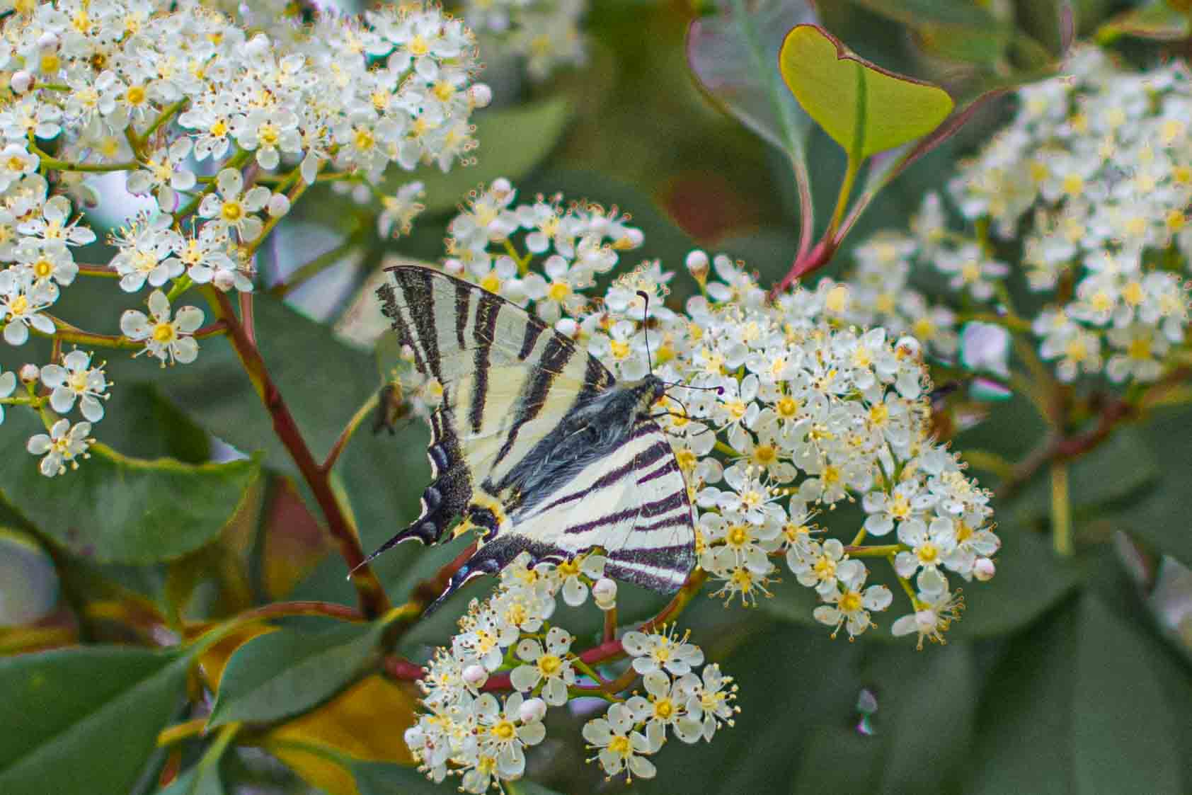 Farfalla su fiore. Toscana