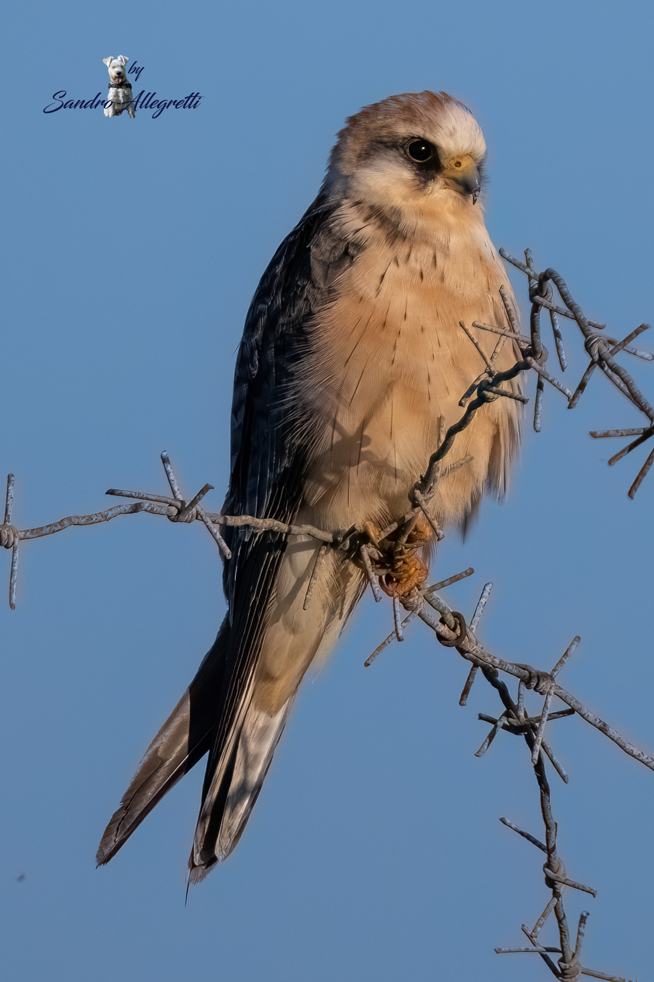 Falco vespertinus (F)