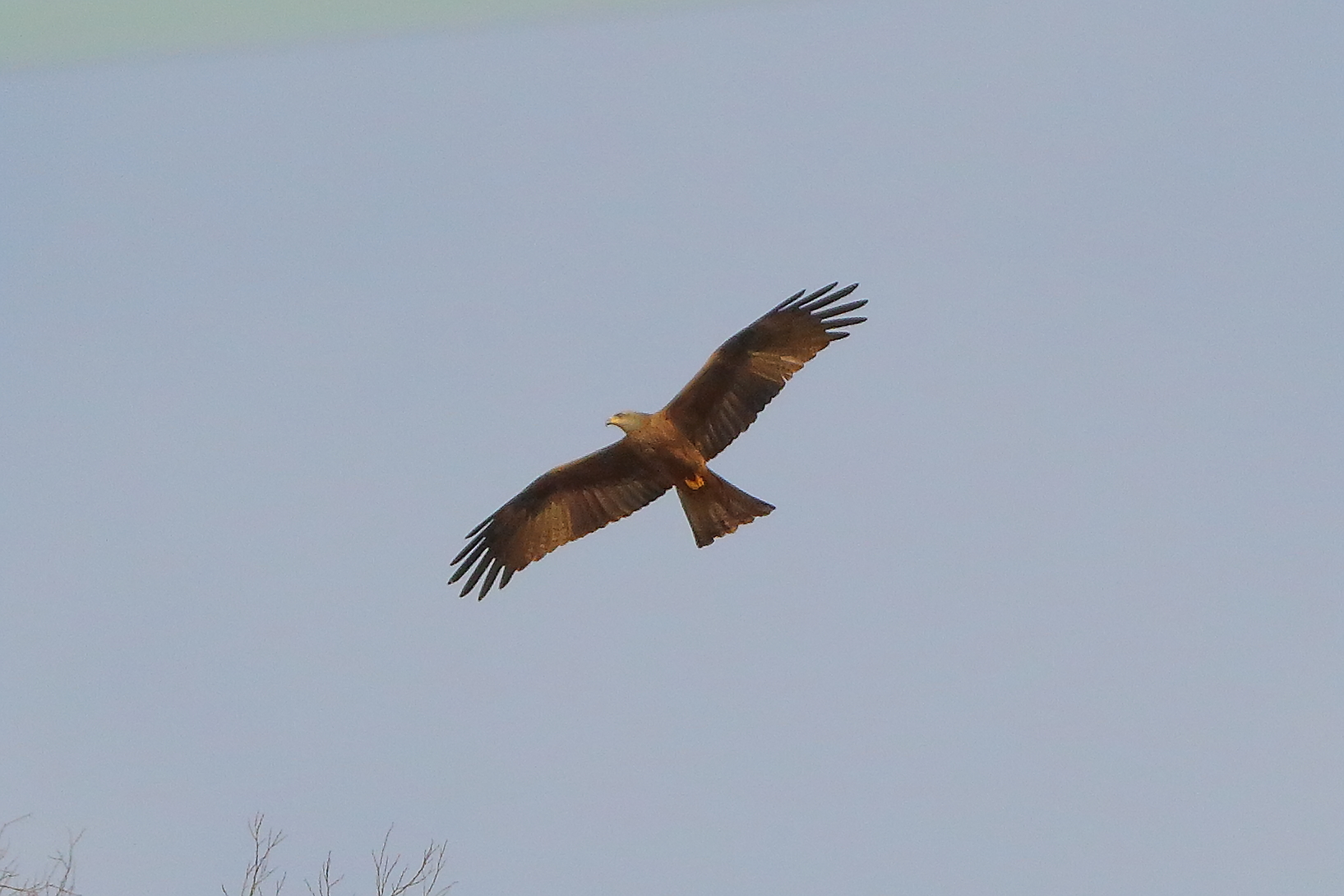 Nibbio bruno 28 marzo 2025 - 0066