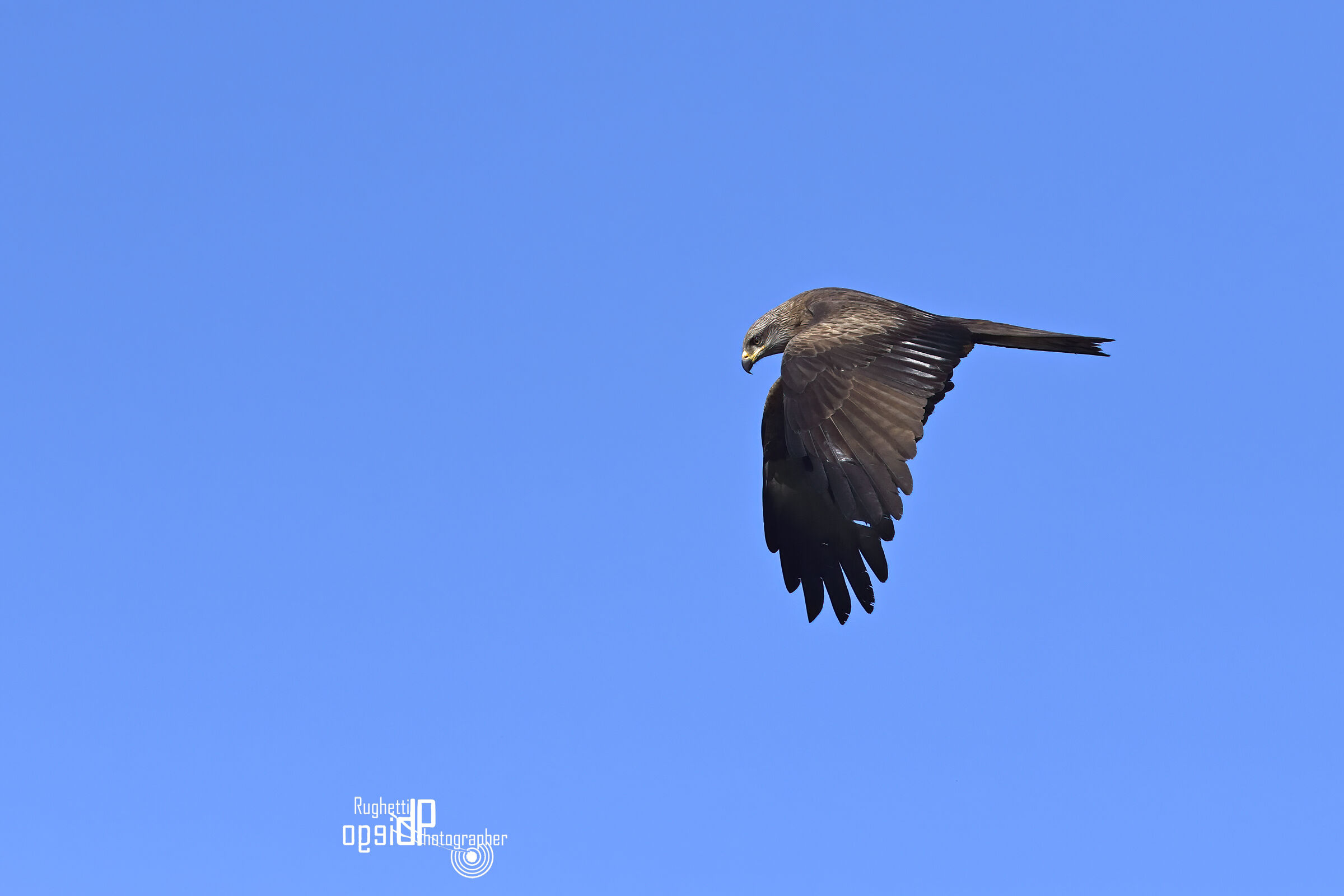 Black kite