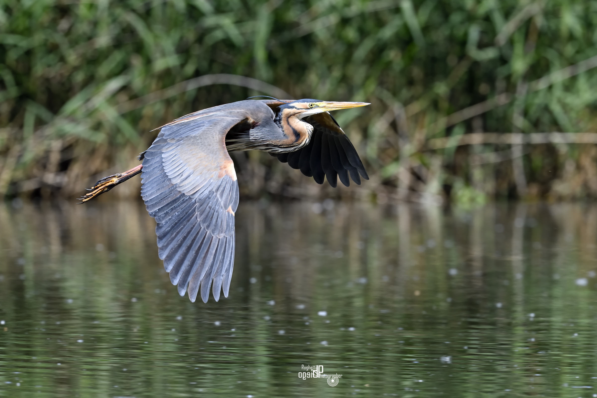 Purple heron