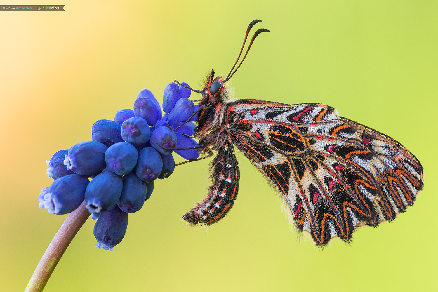 Zerynthia polyxena