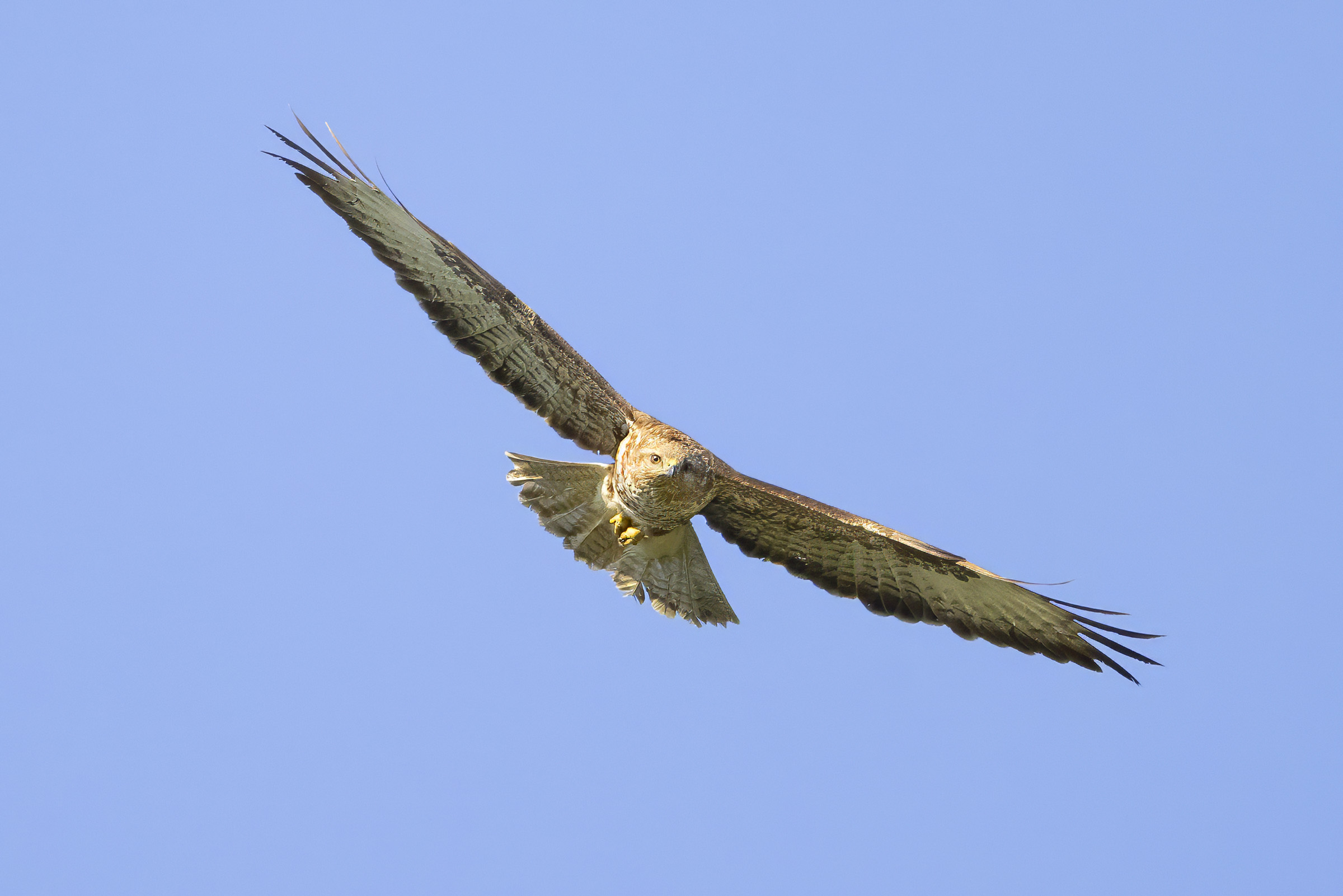 Buzzard