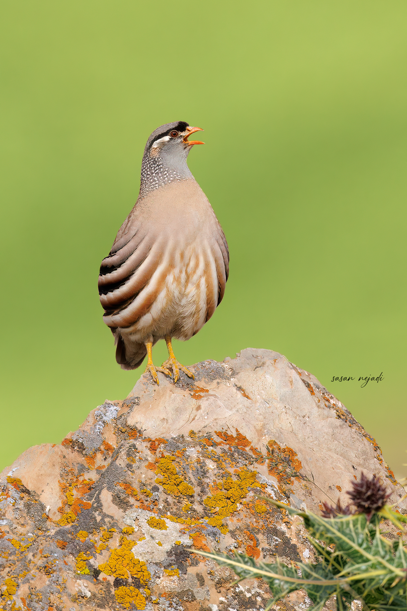 See-see partridge