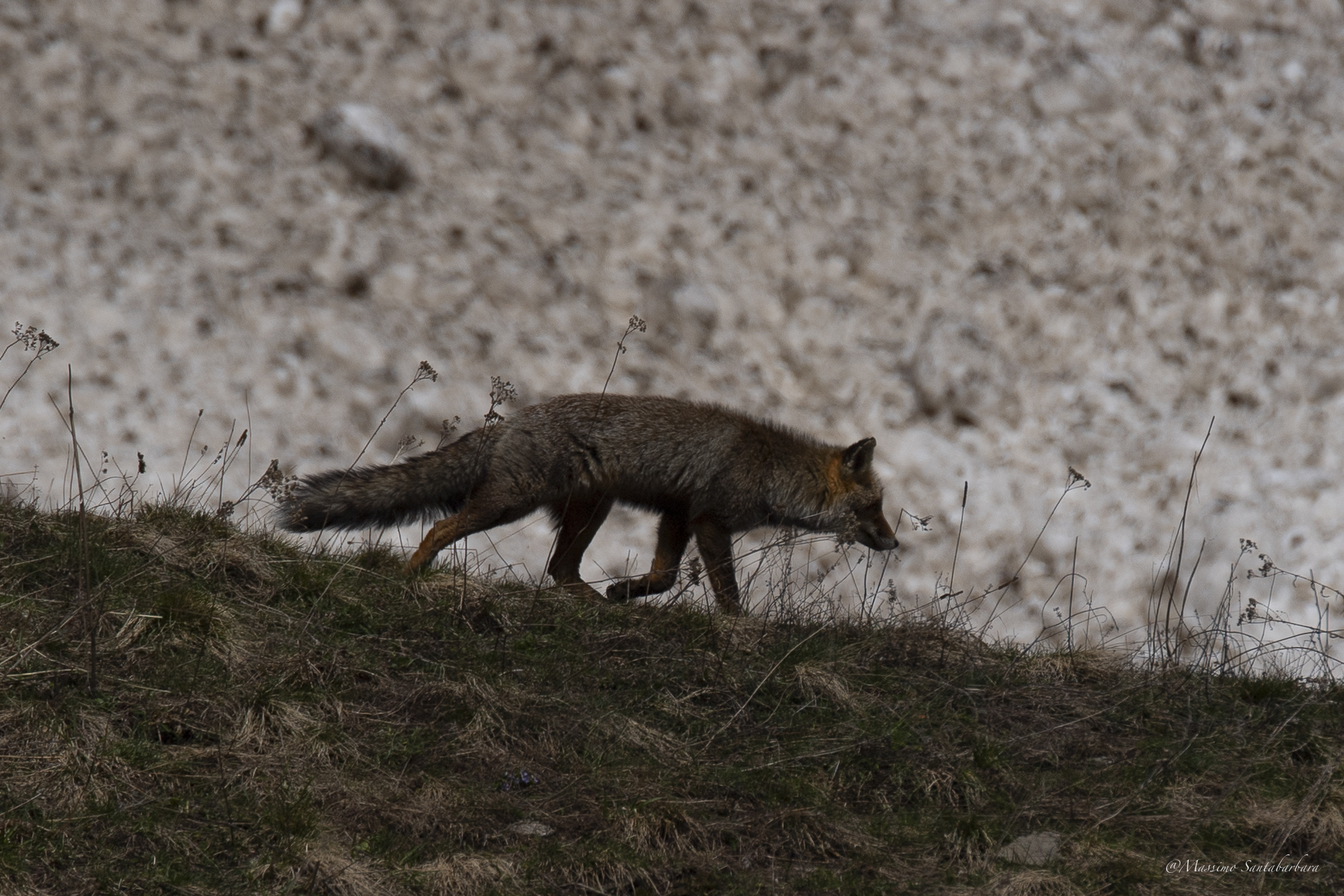 Fox