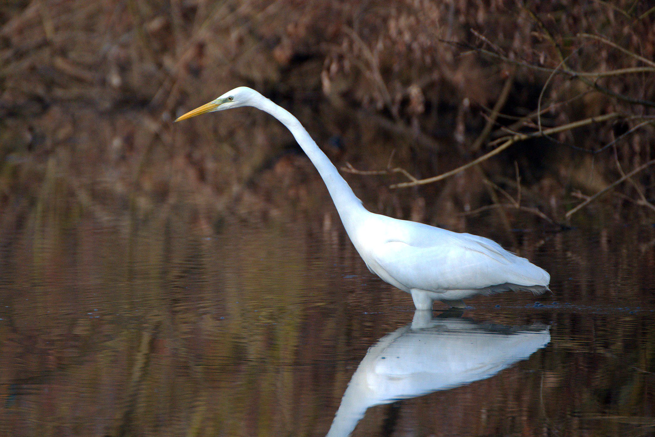 Great Egret
