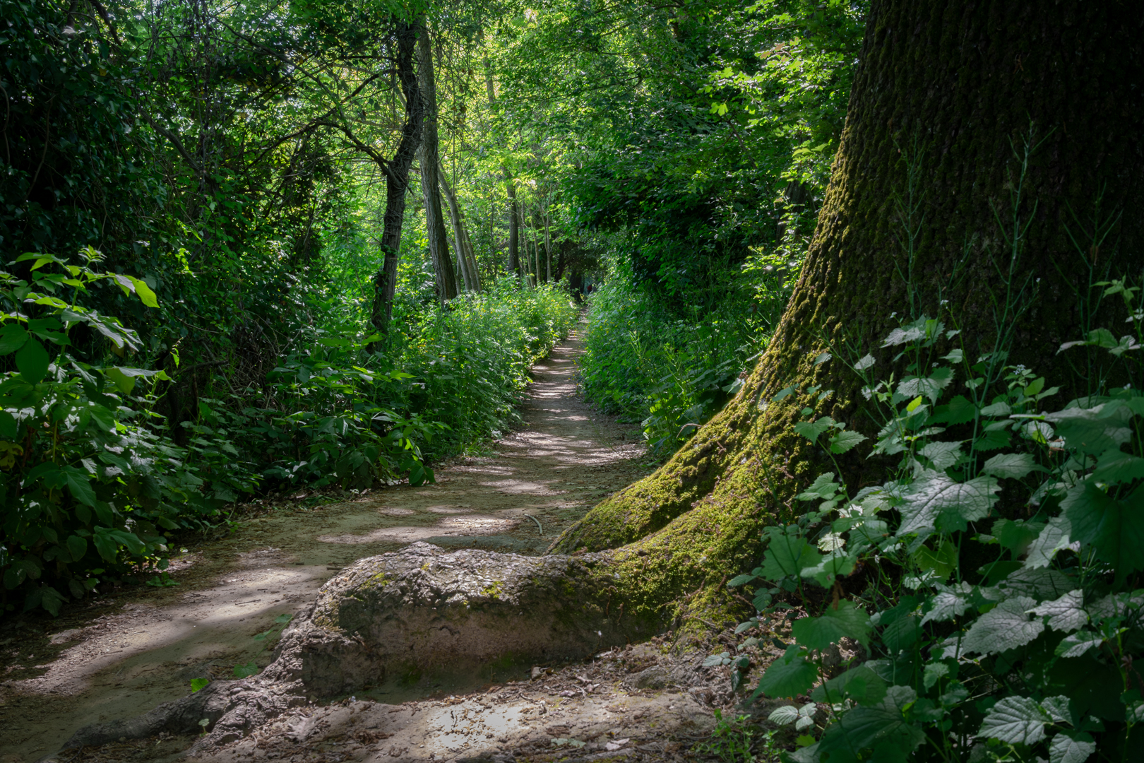 path along the Tiber