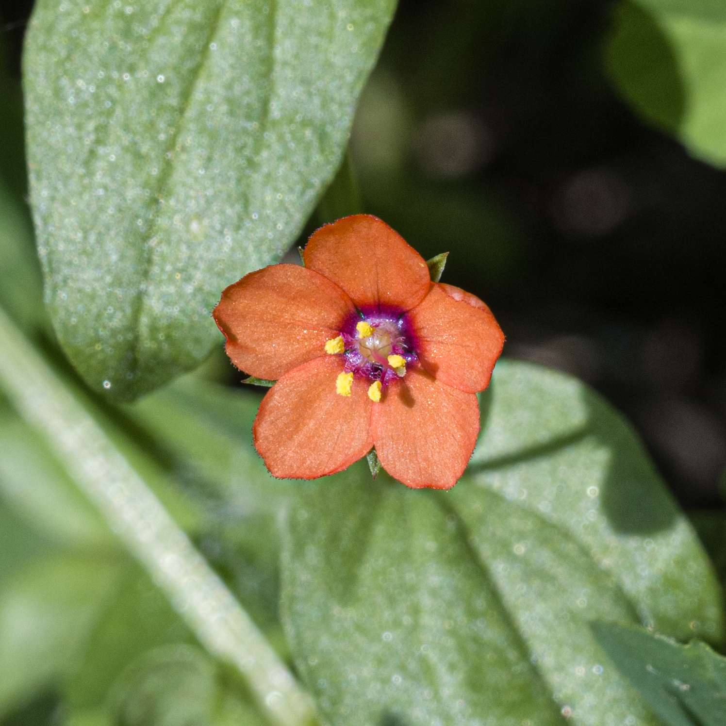 Lysimachia