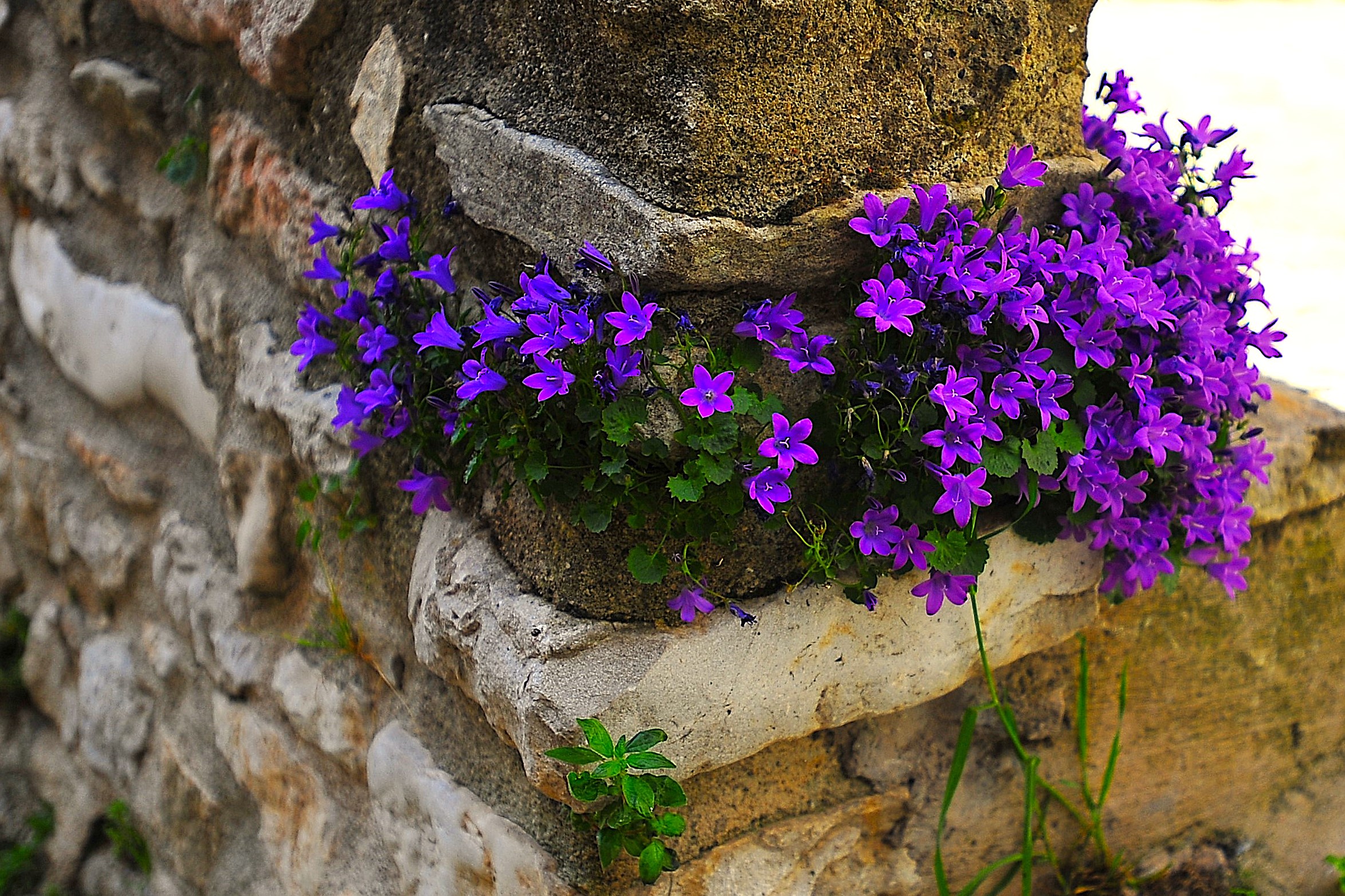 Castel S.Pietro romano