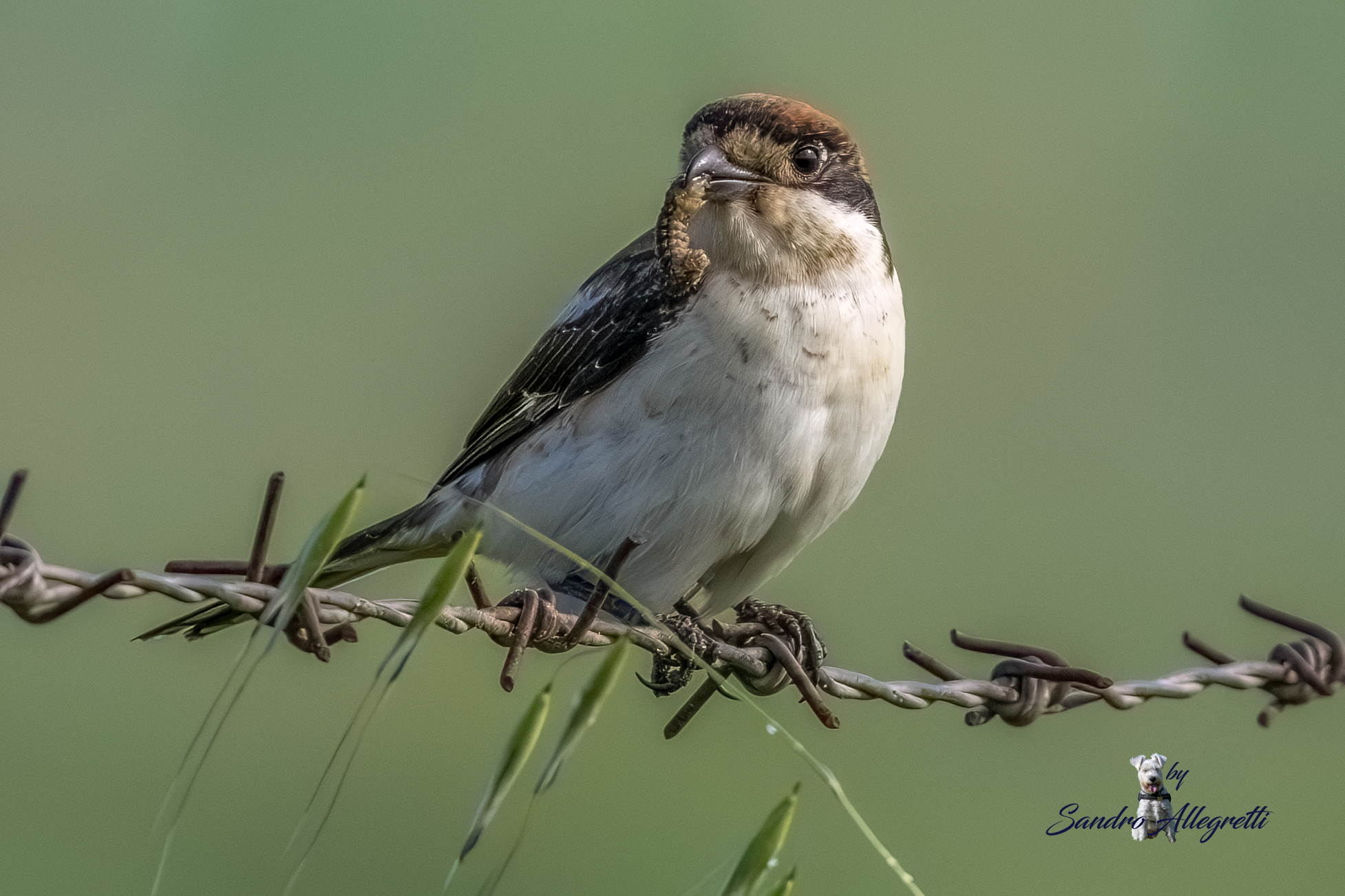 L'averla capirossa (Lanius senator)