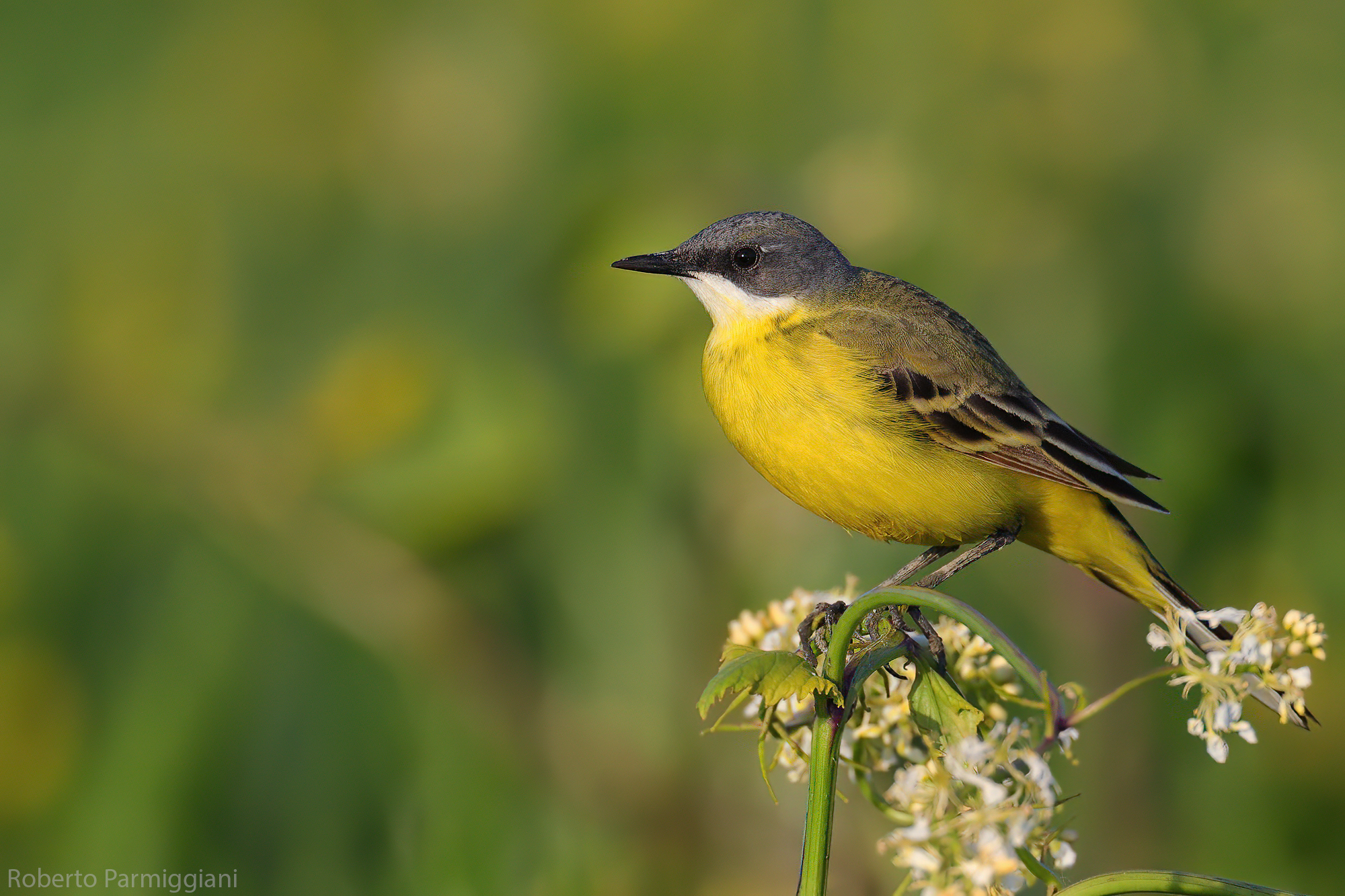 Wagtail