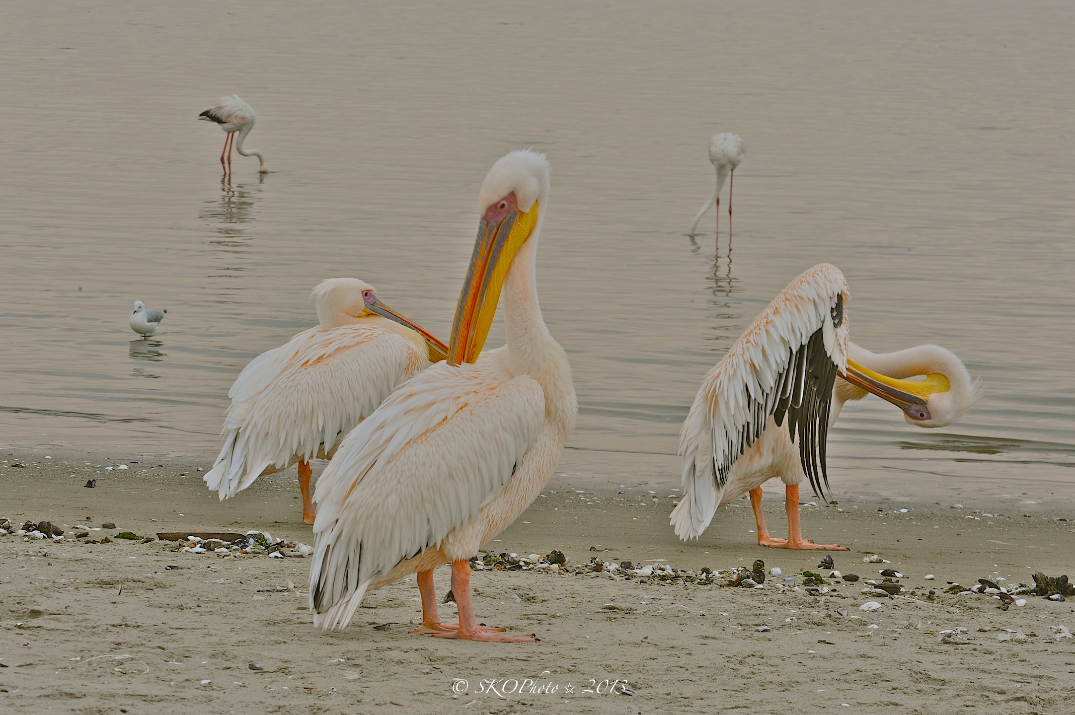 Pellicano comune o Pellicano bianco