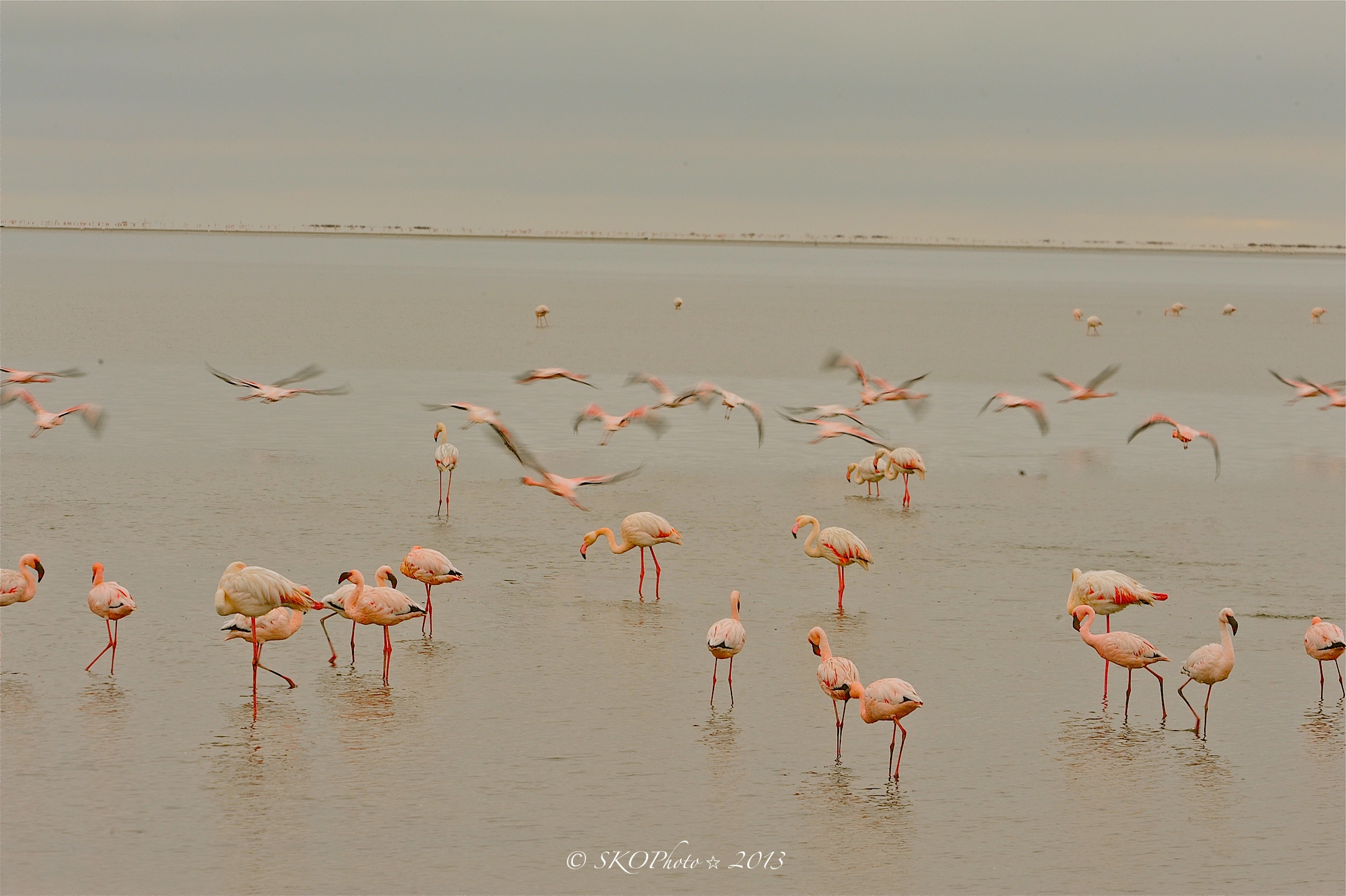 Fenicotteri maggiori e minori.