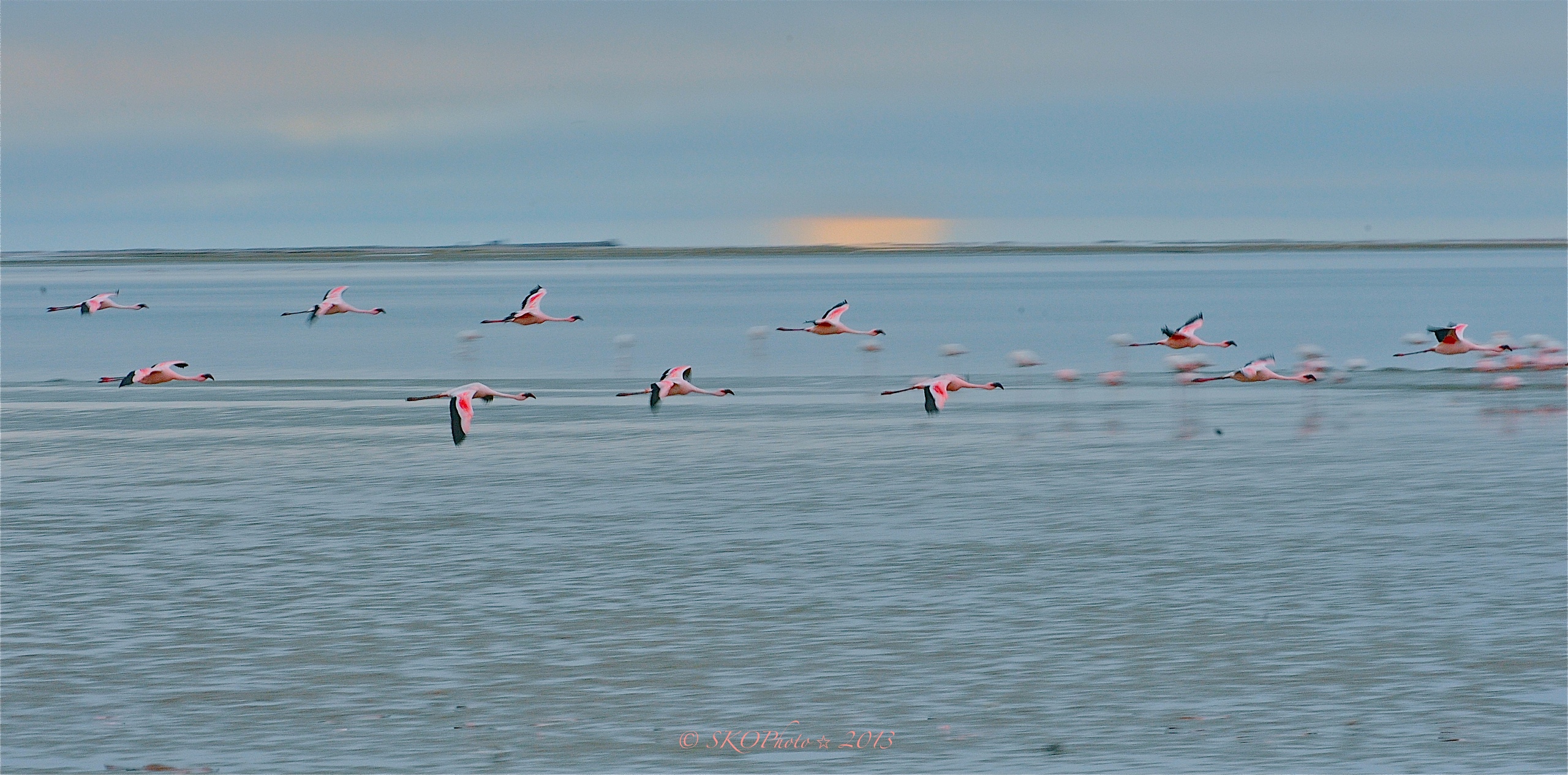 Fenicotteri minori in volo.