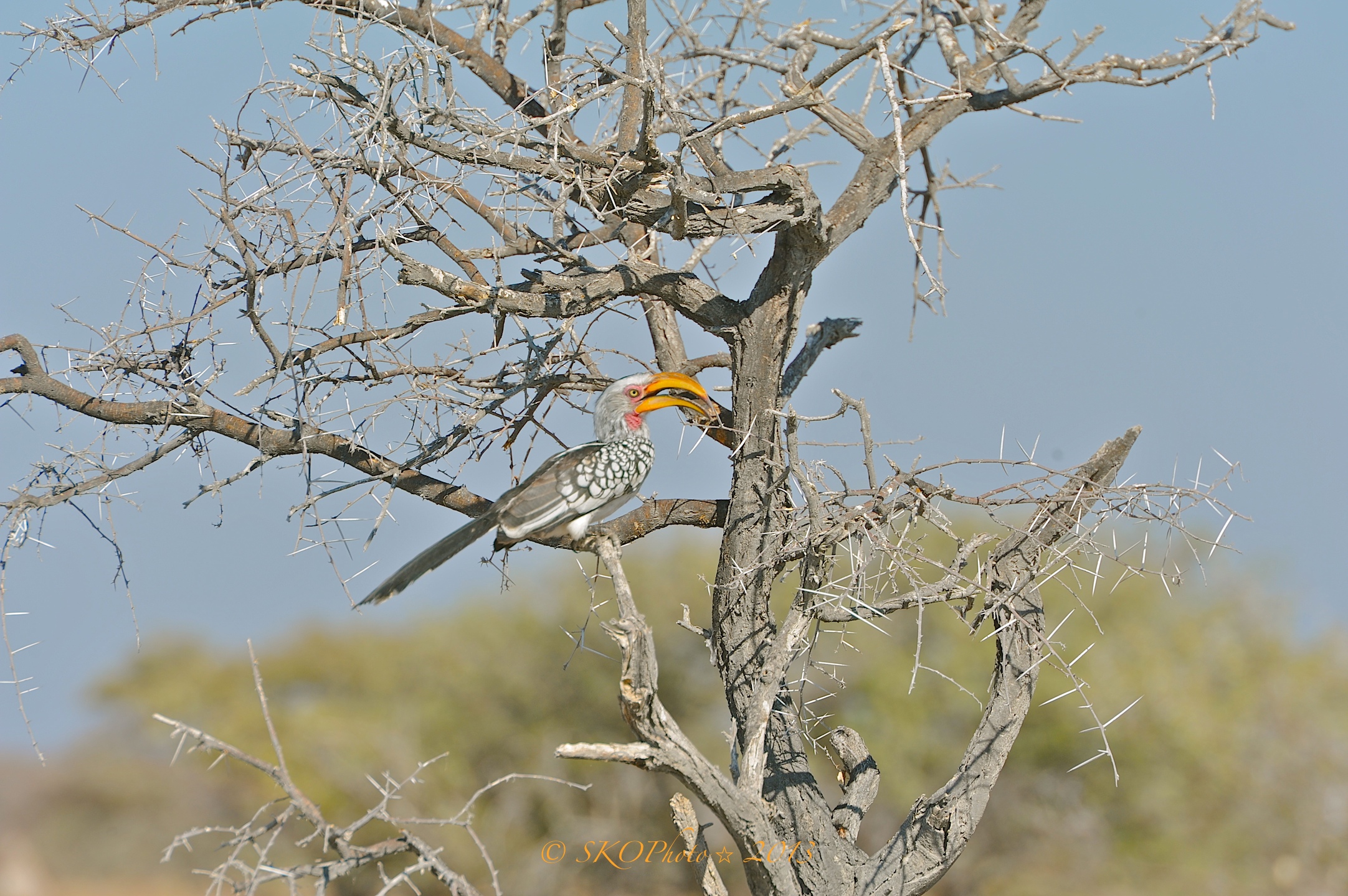 Bucero Beccogiallo meridionale