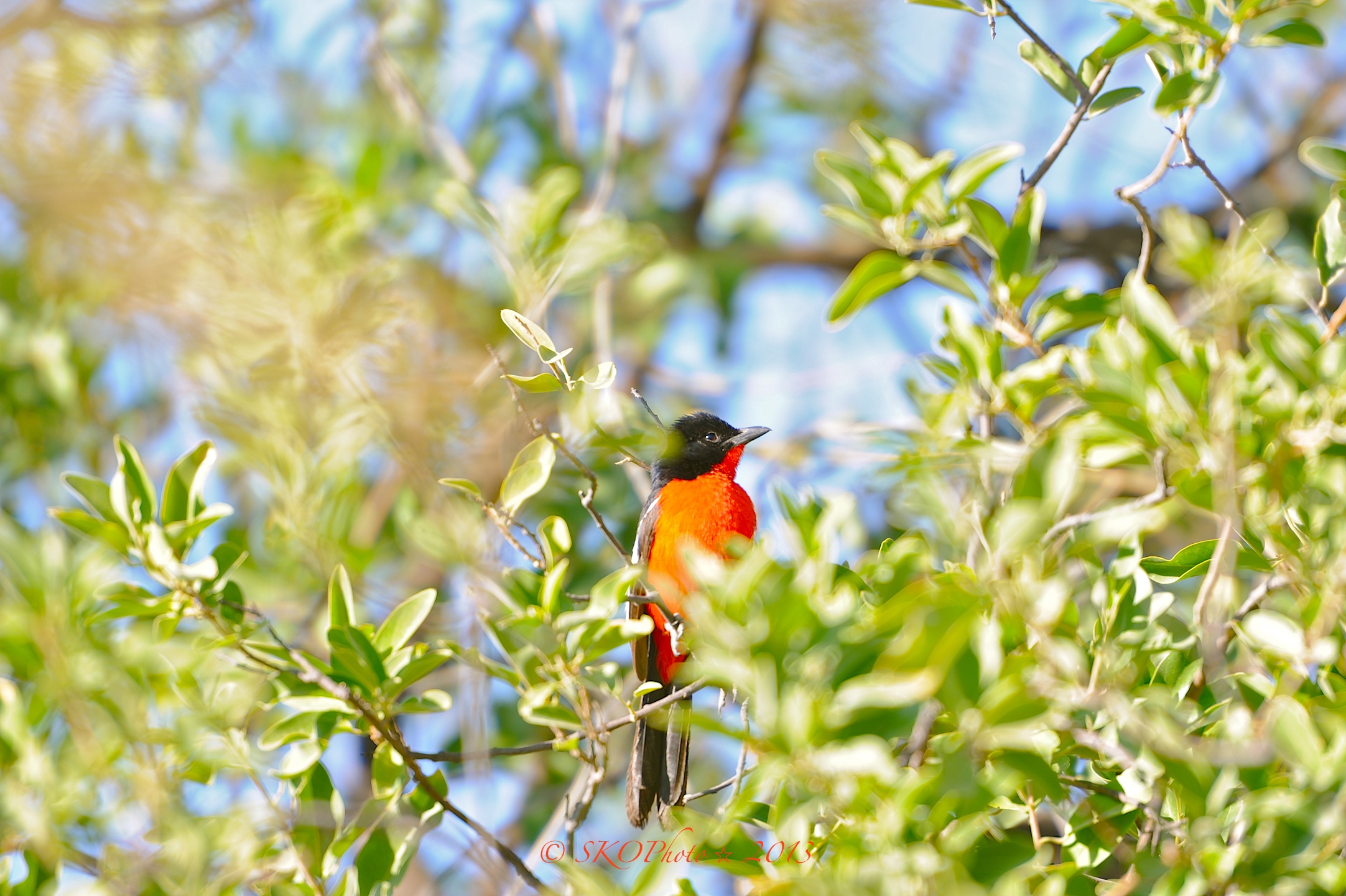 Averla dal petto rosso, simbolo della Namibia.