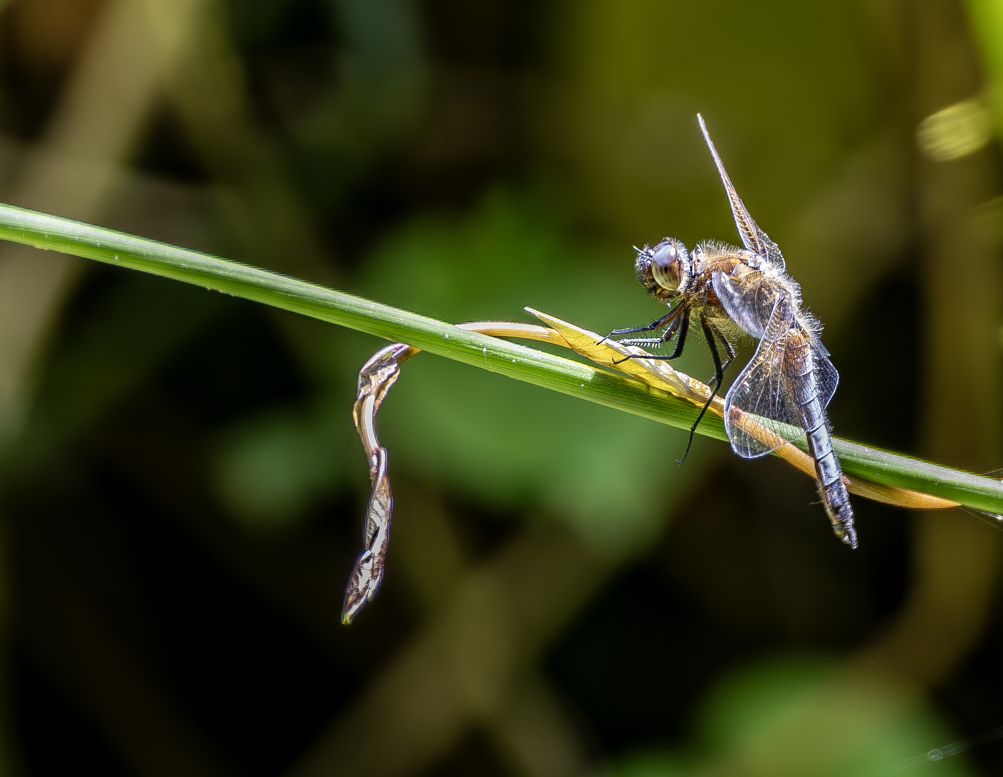 Libellula imperatore