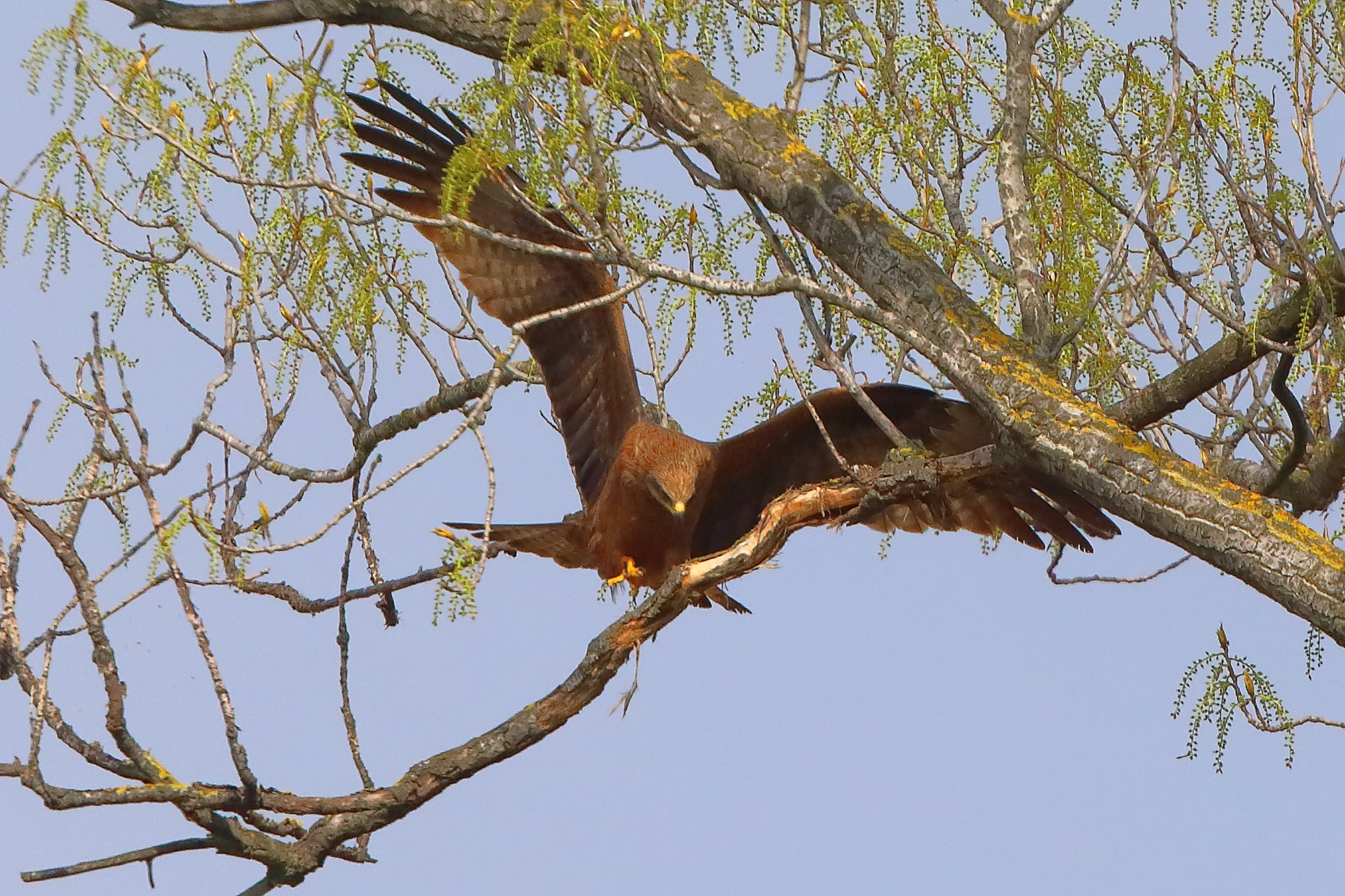 Nibbio bruno 29 marzo 2025 - 0082