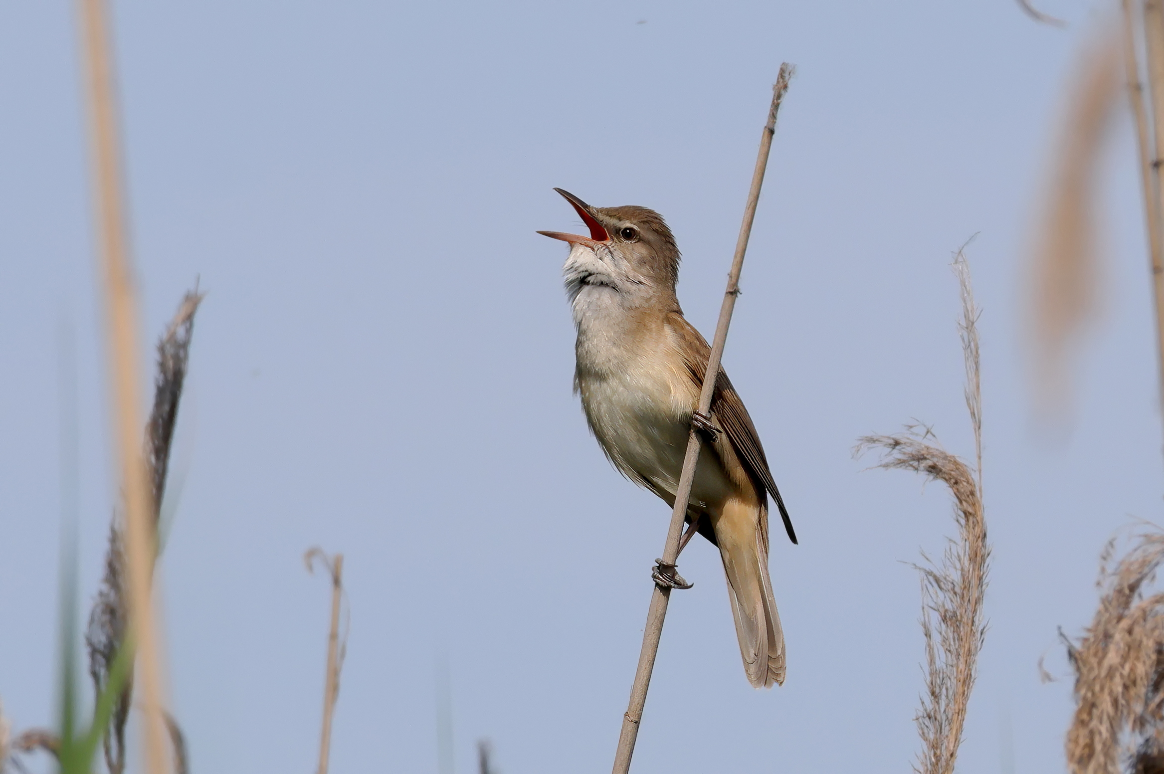 Il mio primo Cannareccione!
