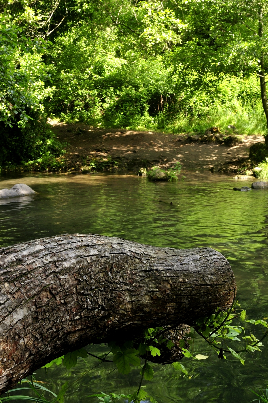 Montegelato - Children Treja