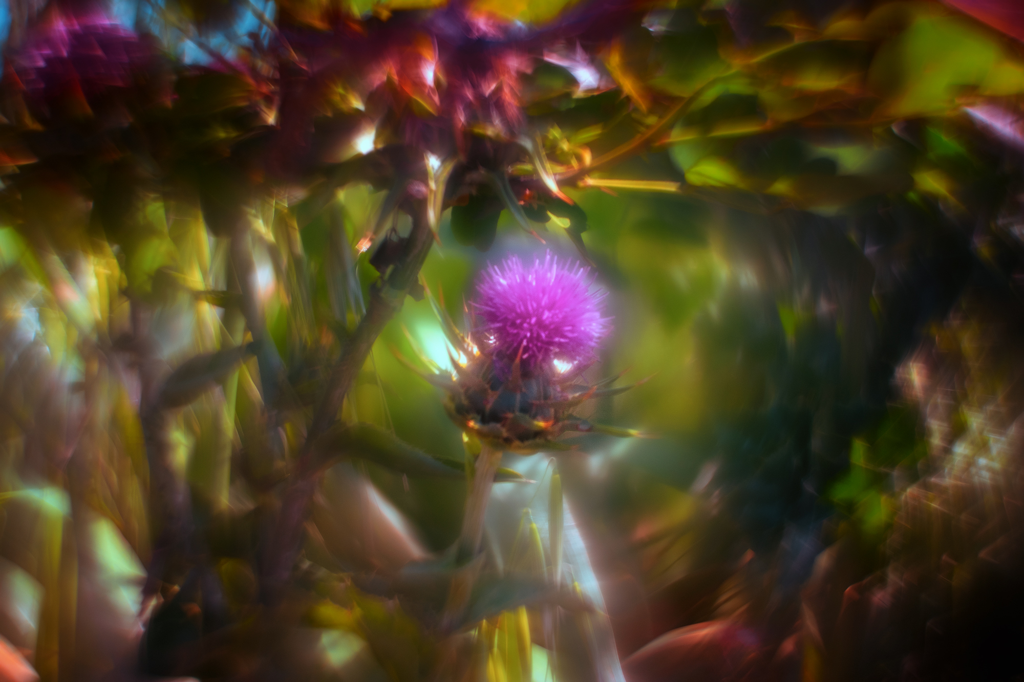 Milk thistle