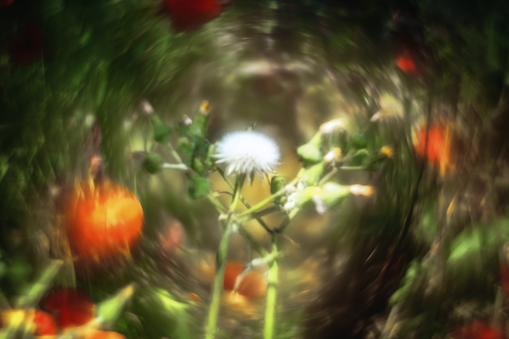 Crassocephalum crepidioides 2