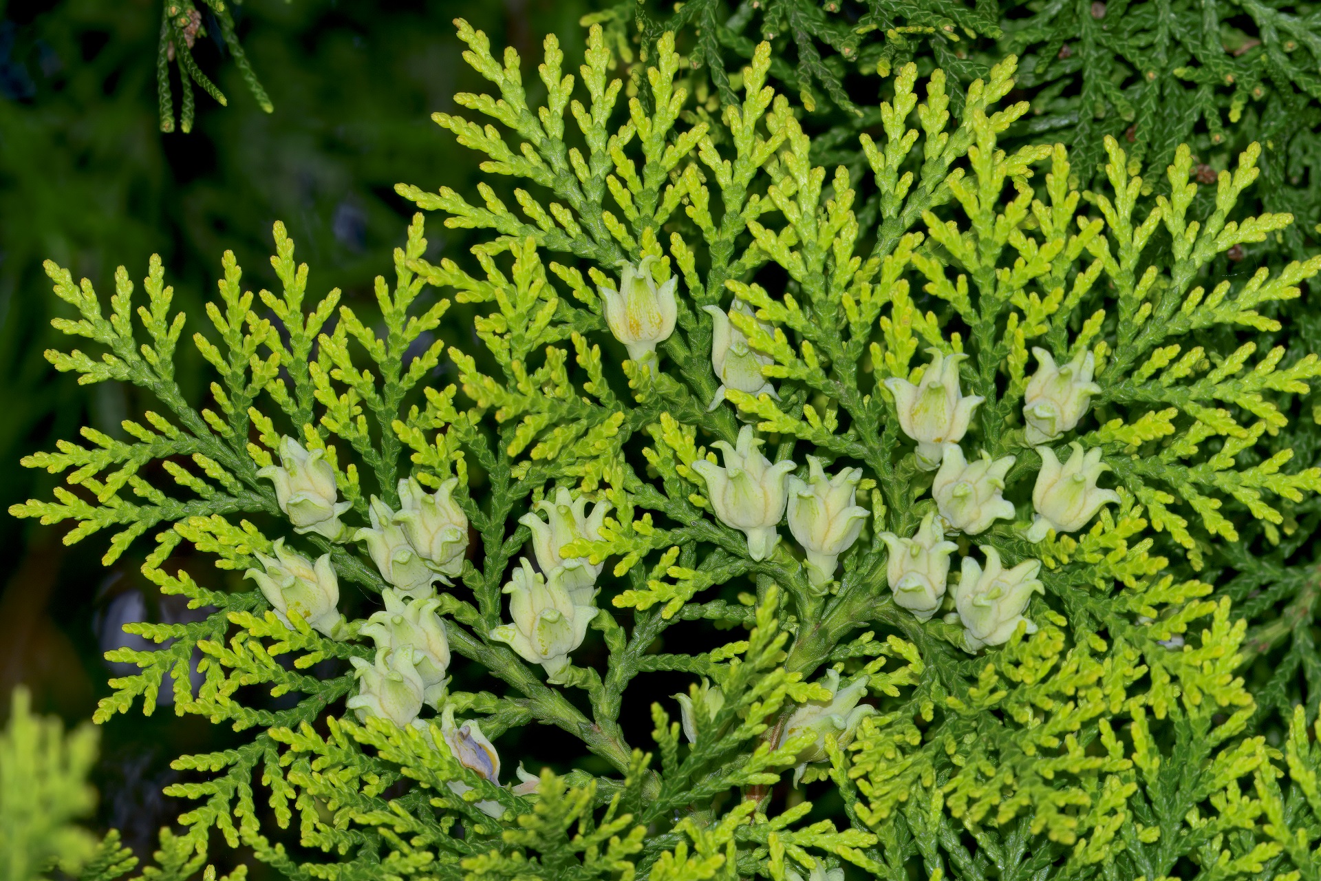 Pine buds