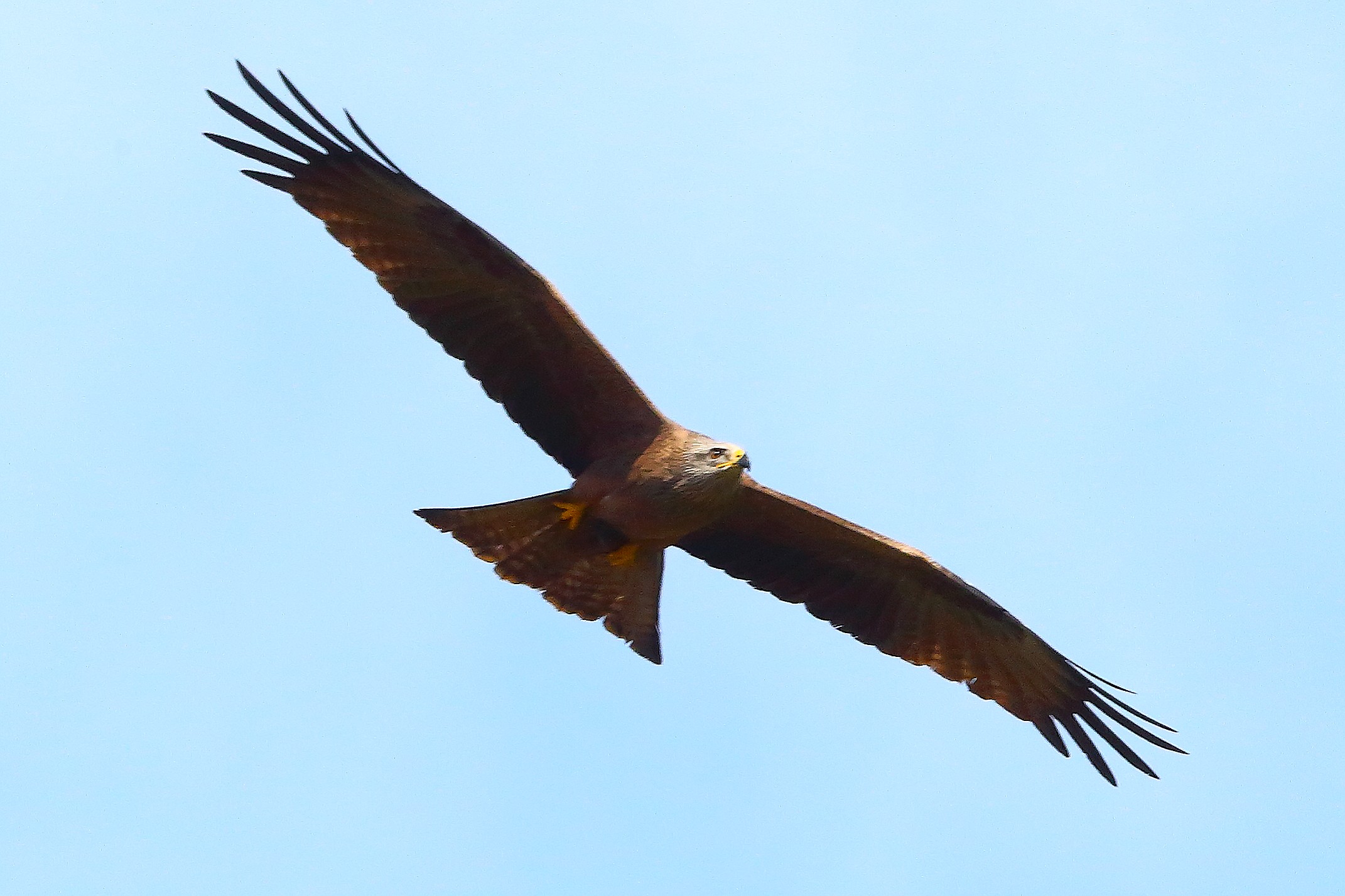 Nibbio bruno 30 marzo 2025 - 0008