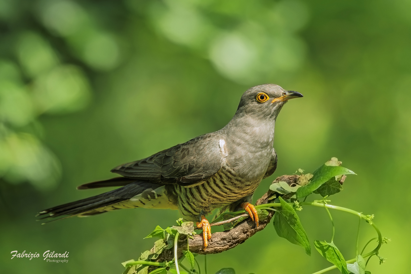 Cuculus canorus (Cuculo m.)