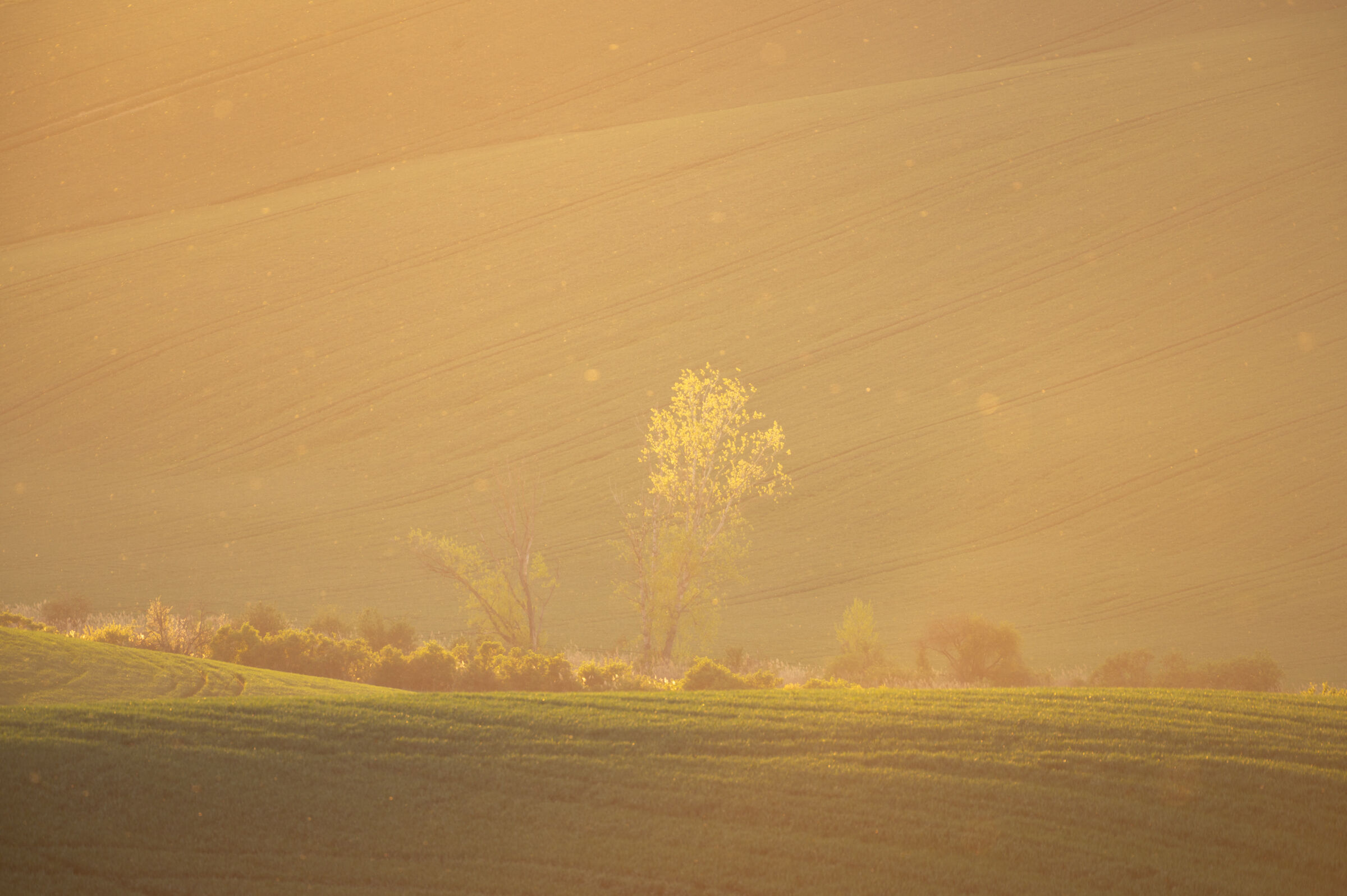 La star della serata
