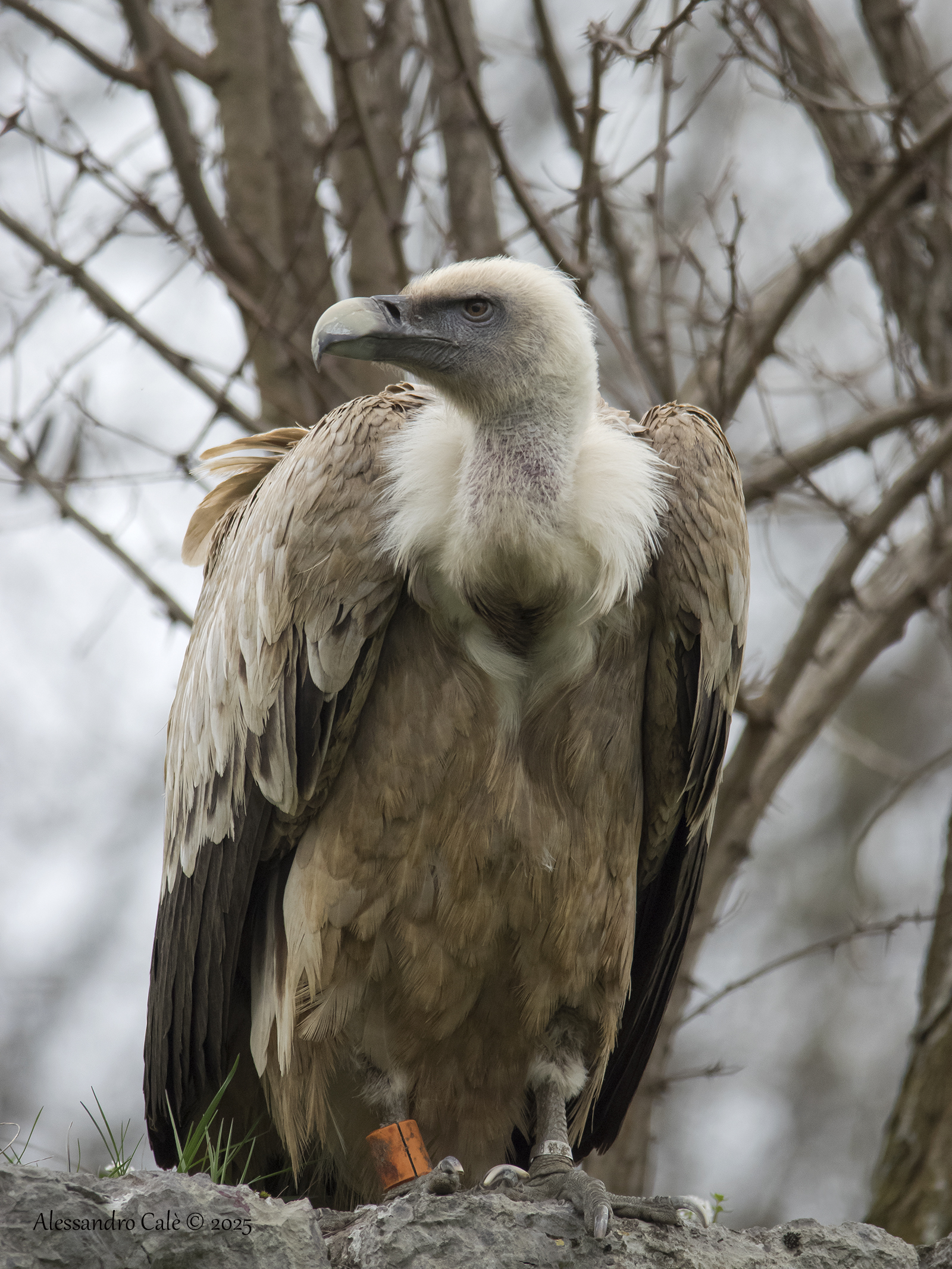 fulvus (Griffin) 0867