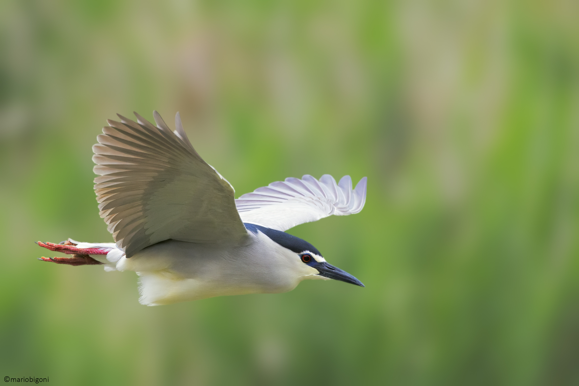 Night Heron
