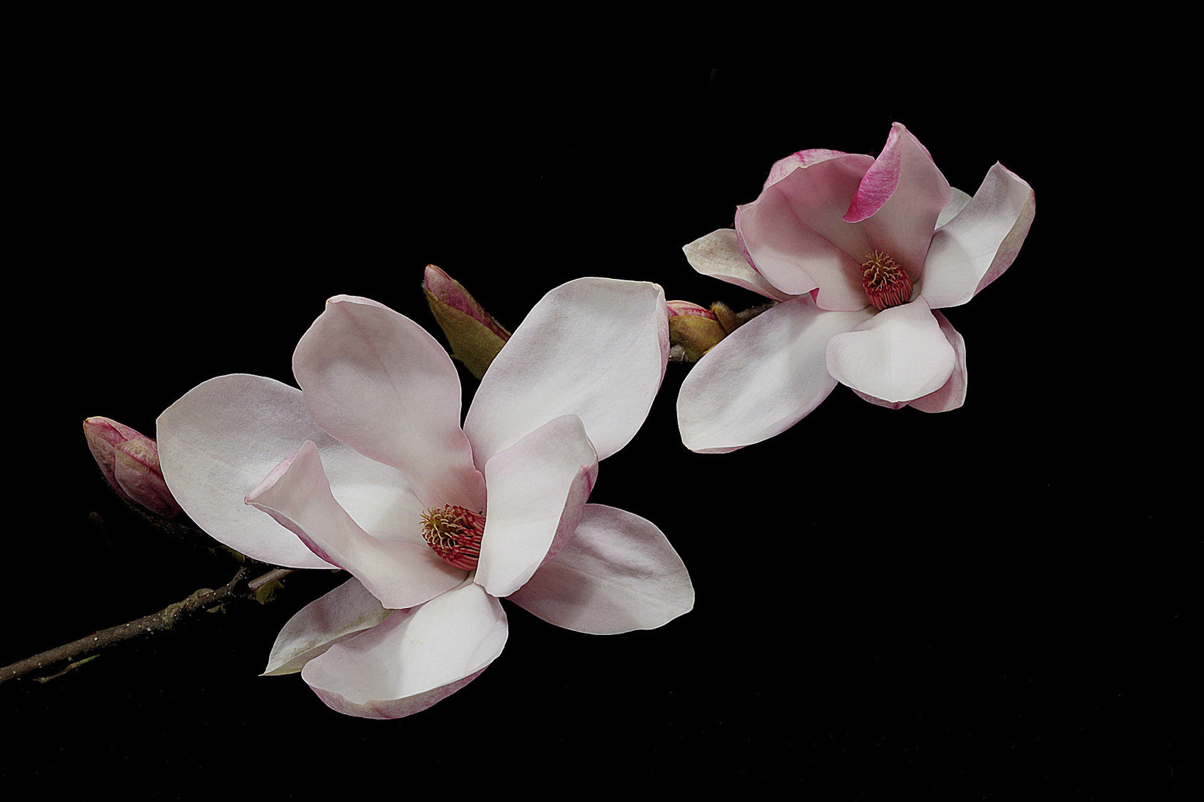 Magnolia