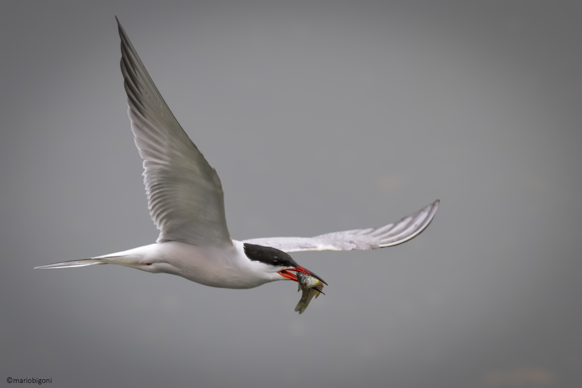 Common Tern