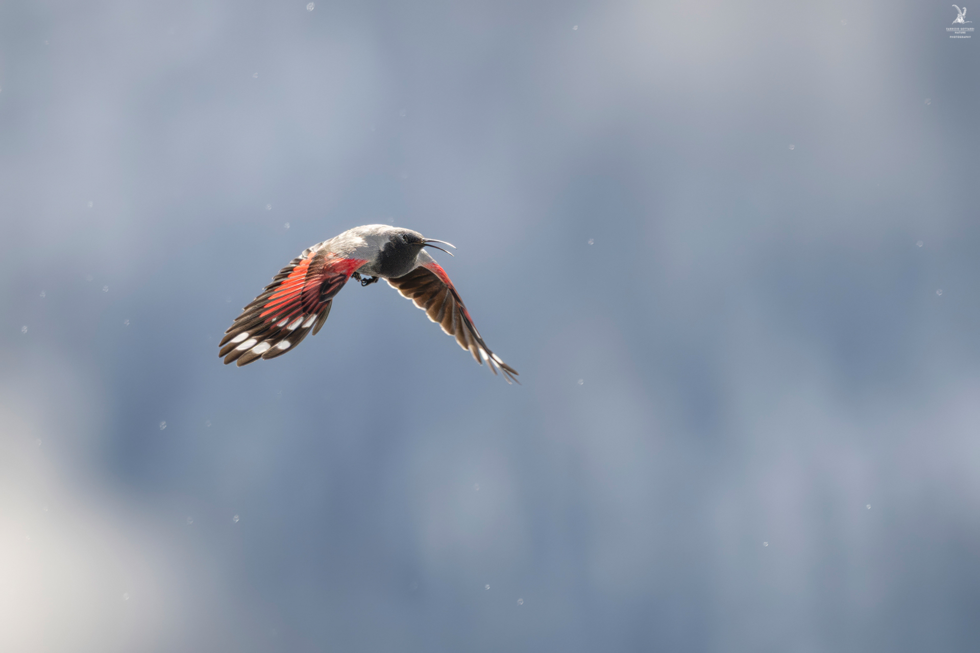 Wallcreeper