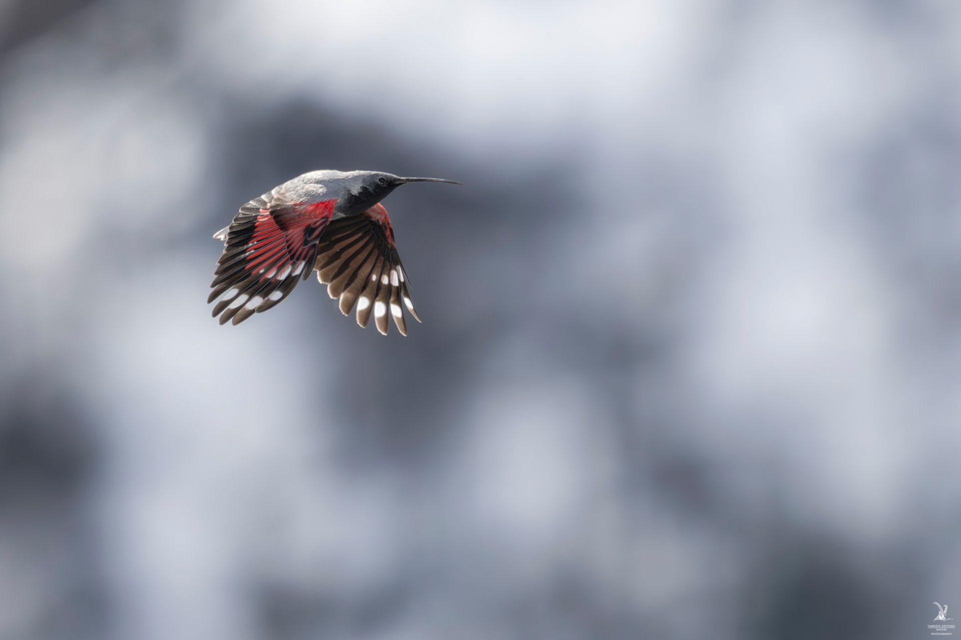 Wallcreeper