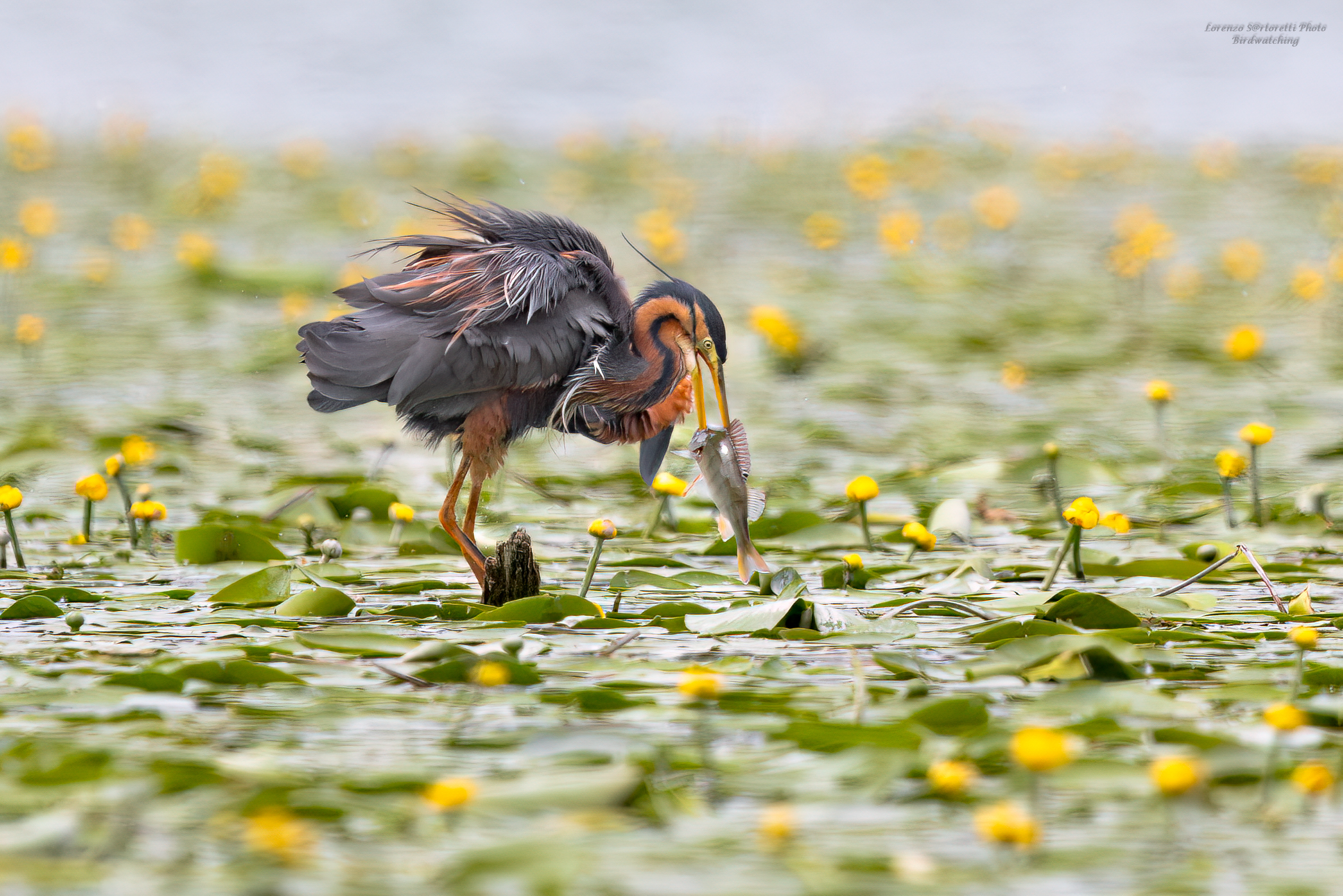 Purple heron with perch