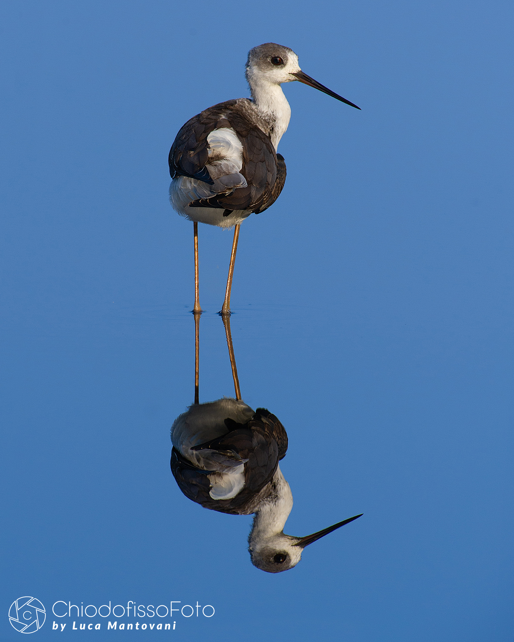 Black-winged Stilt - 1
