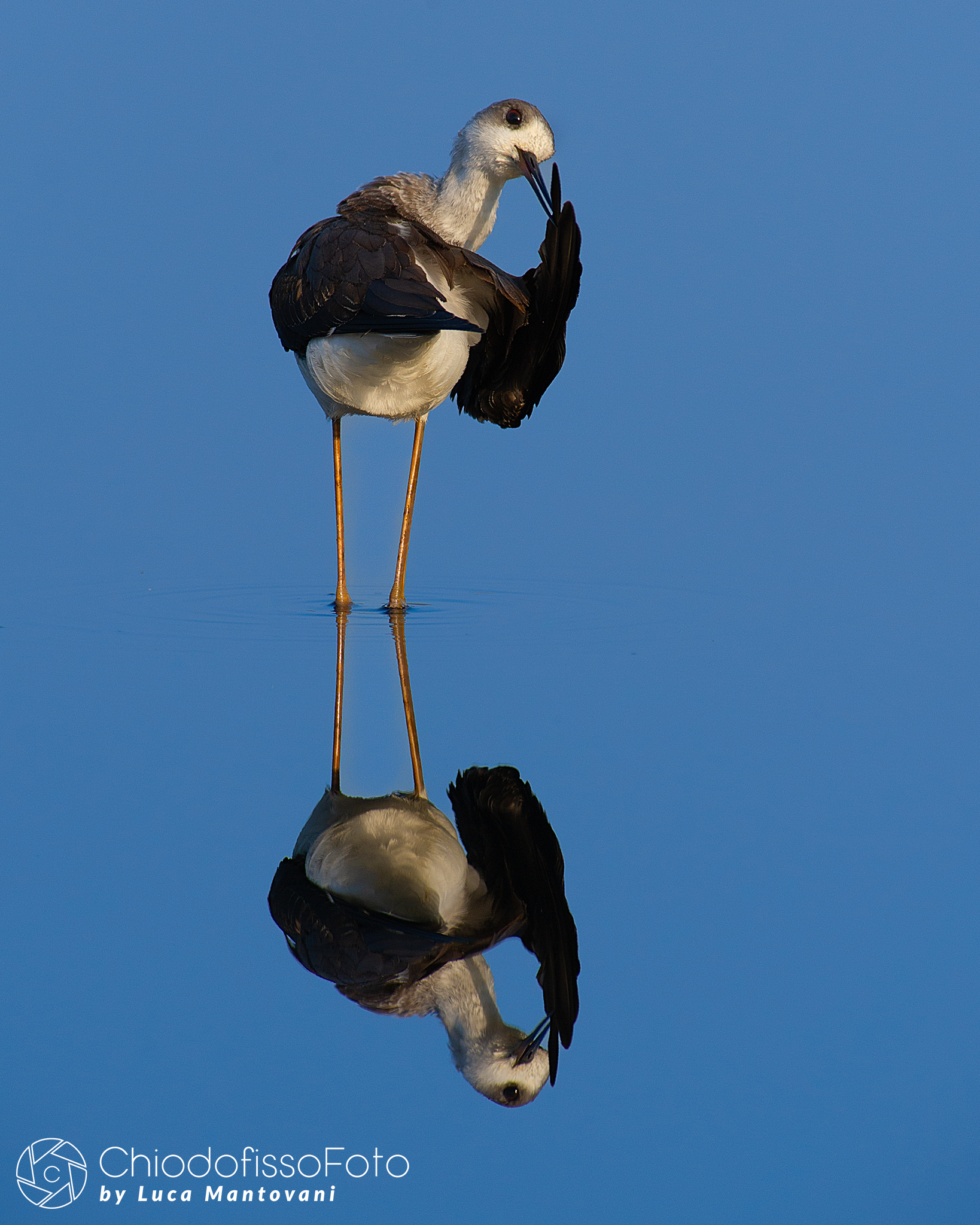 Black-winged Stilt - 3