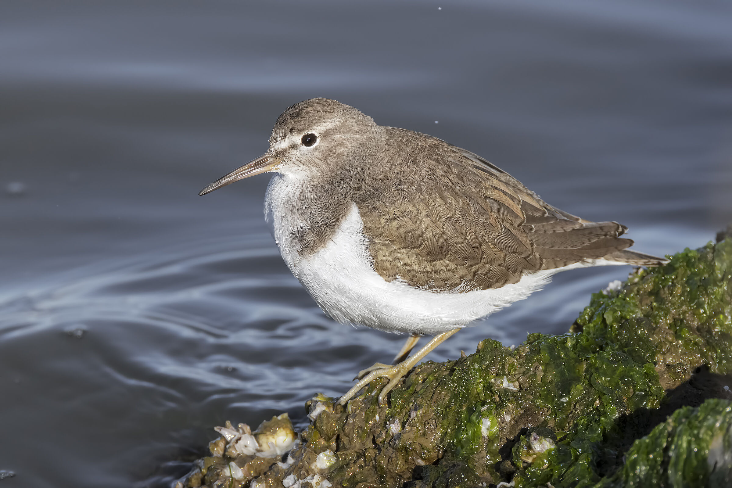 Piccolo Sandpiper