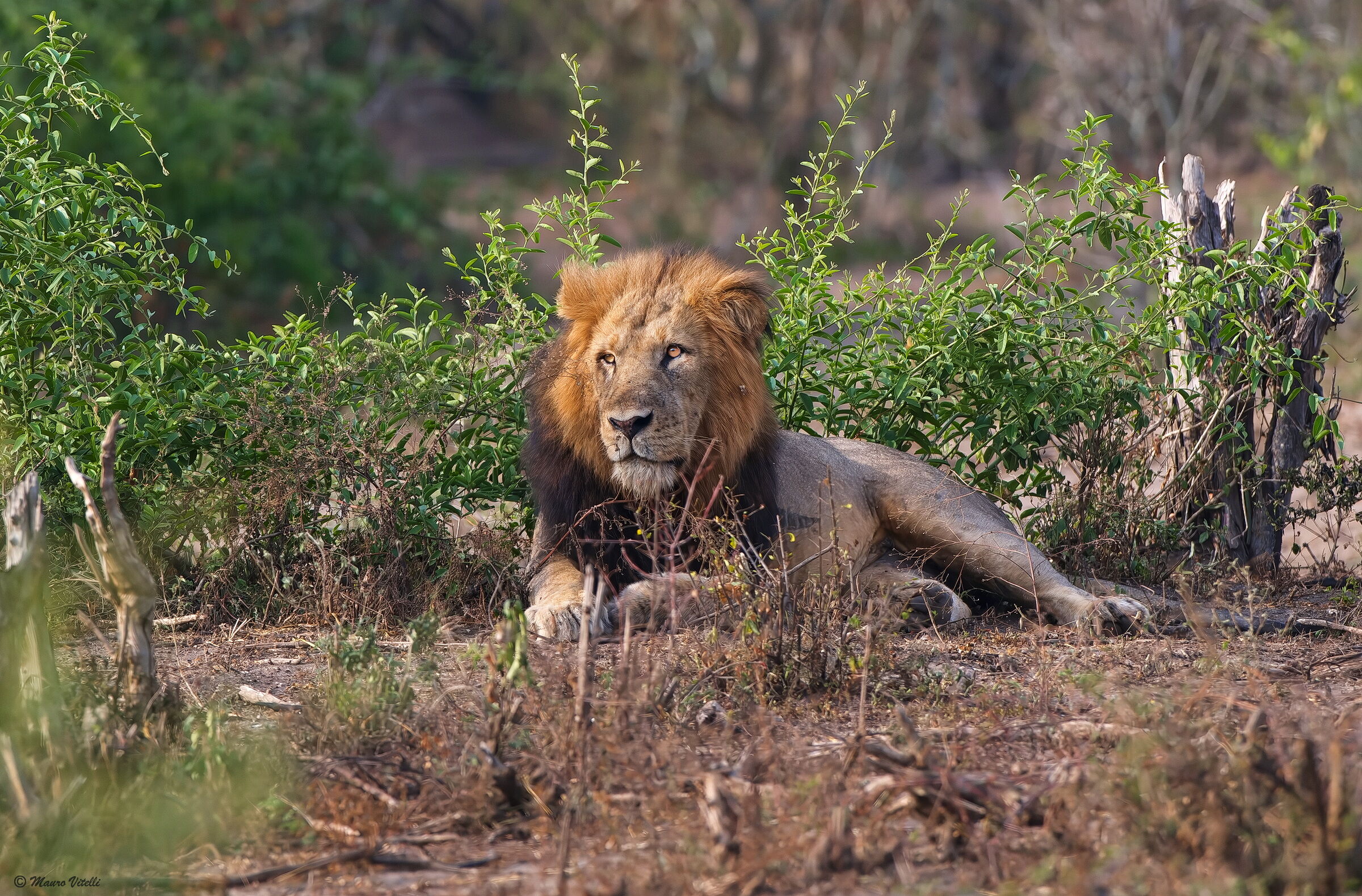 Leone arboricolo (Uganda)