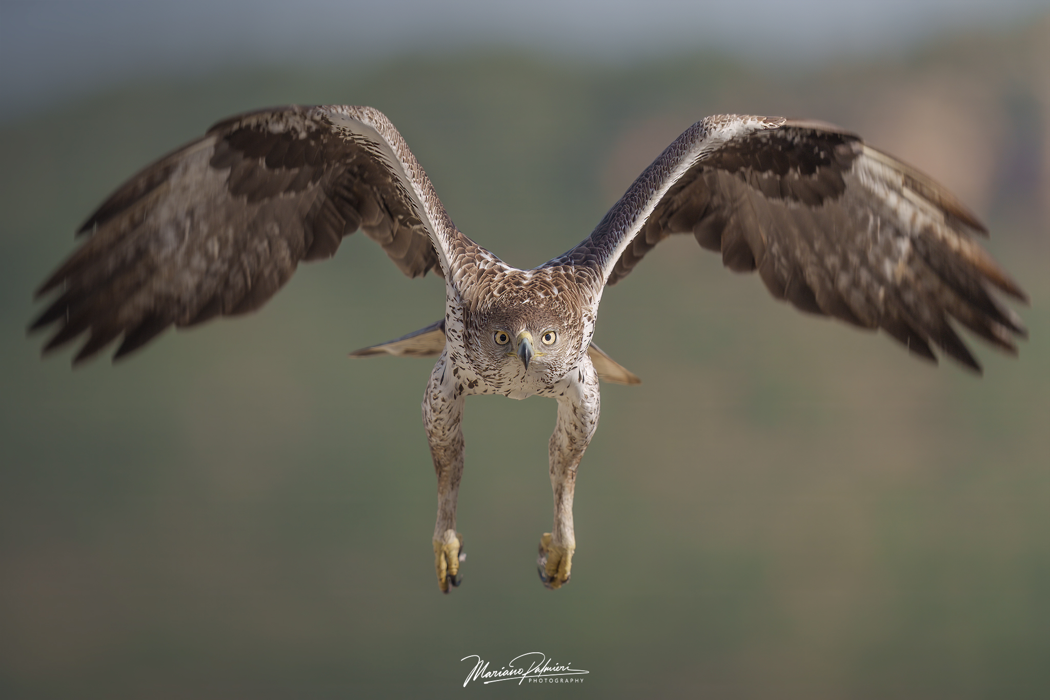 Eagle Incoming