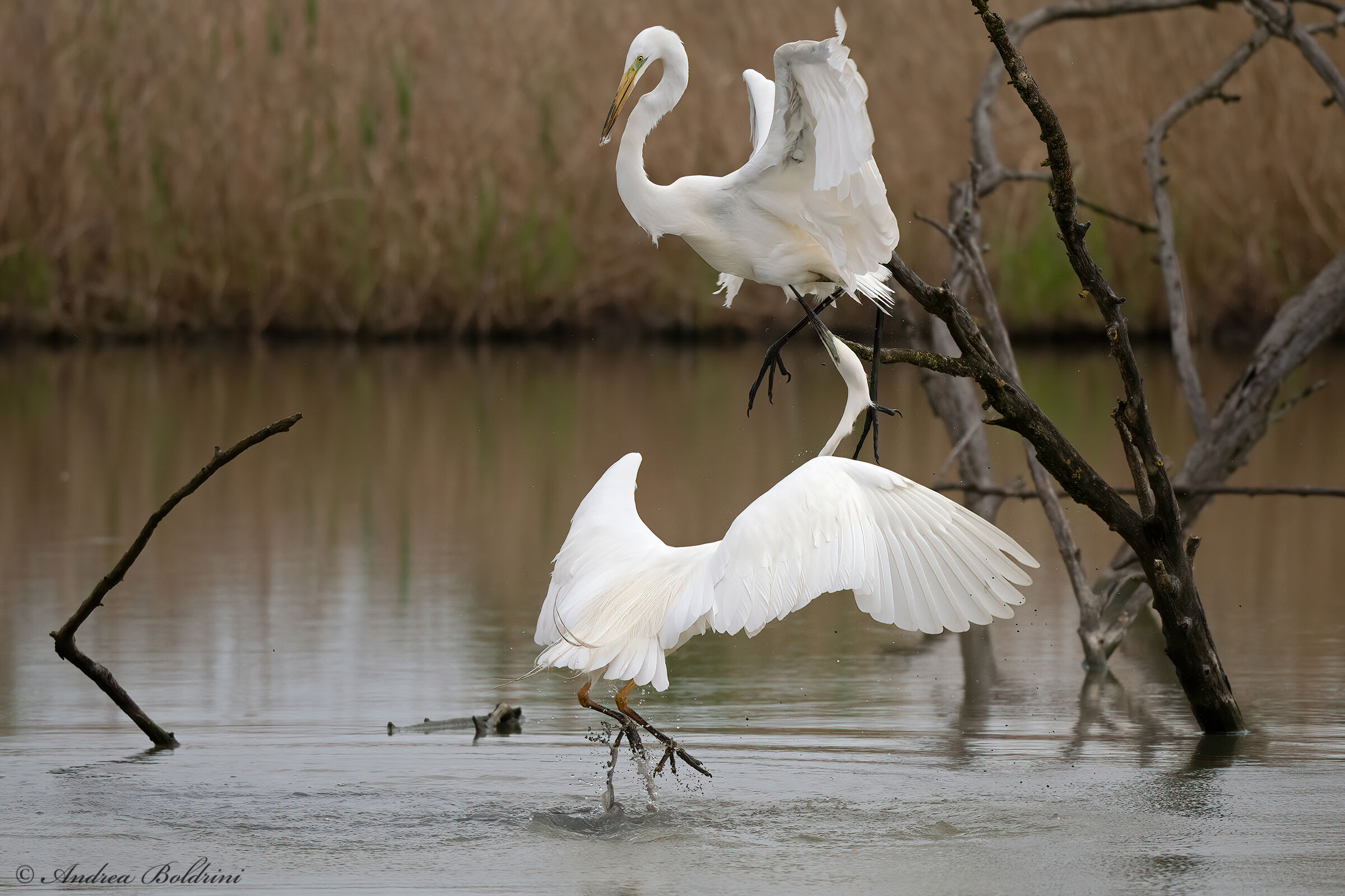 Territorial conflict