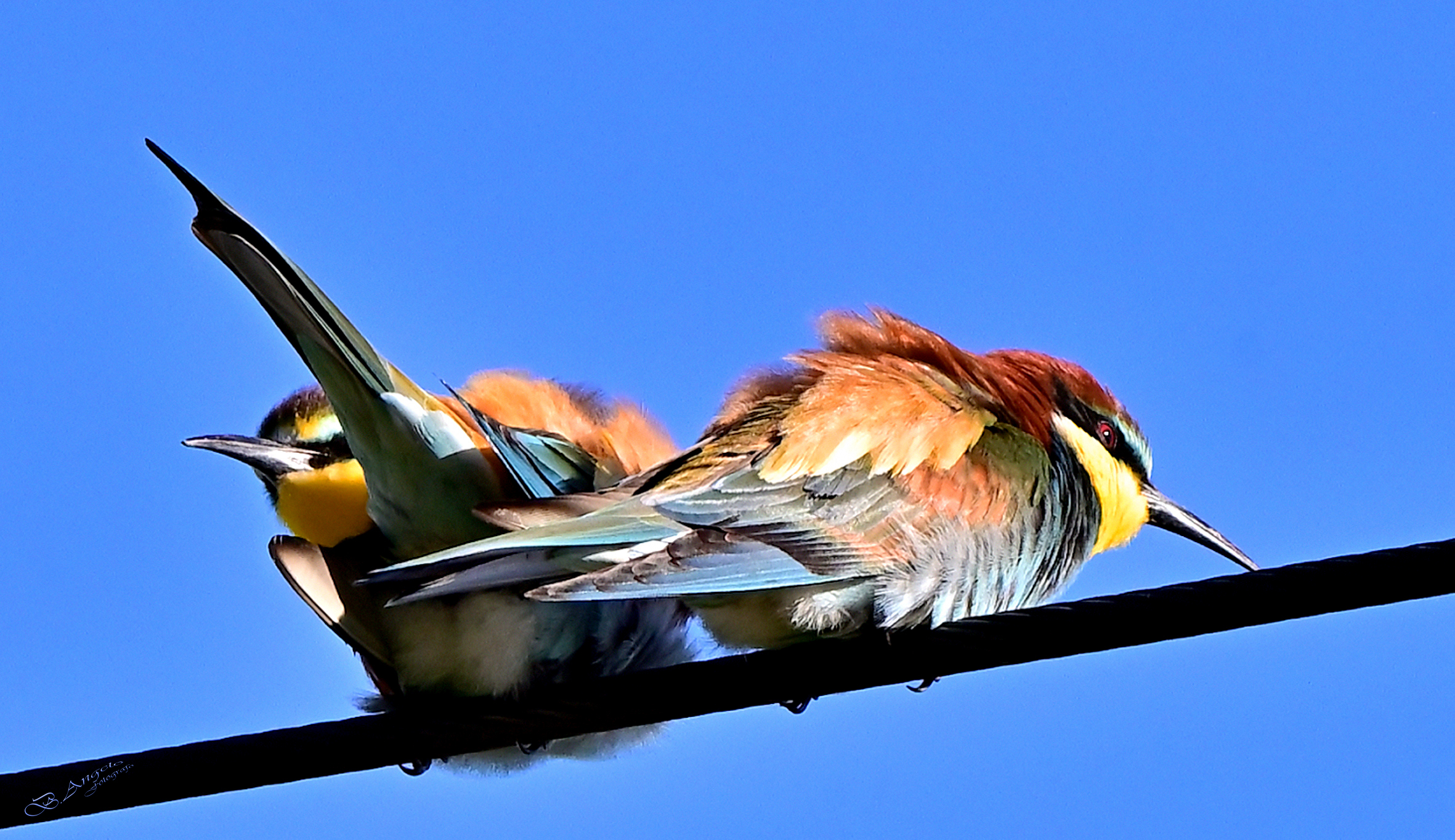 " COLORI, spettacolo della natura " ( Gruccioni )