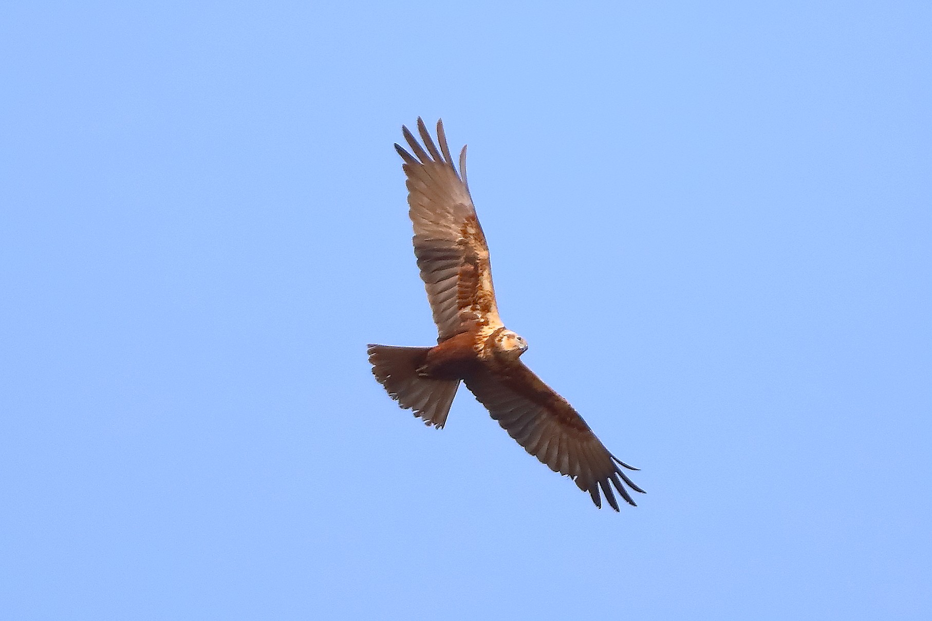 Falco di palude F 05 aprile 2025 - 0103