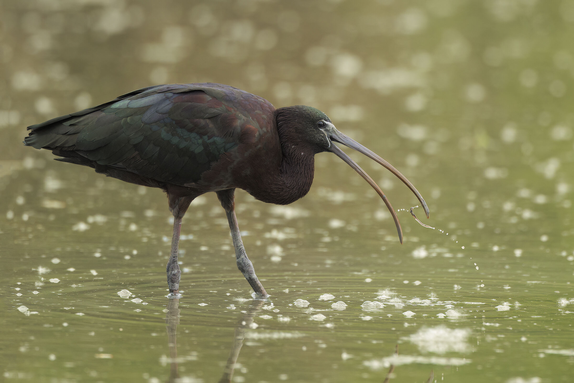 Glossy ibis