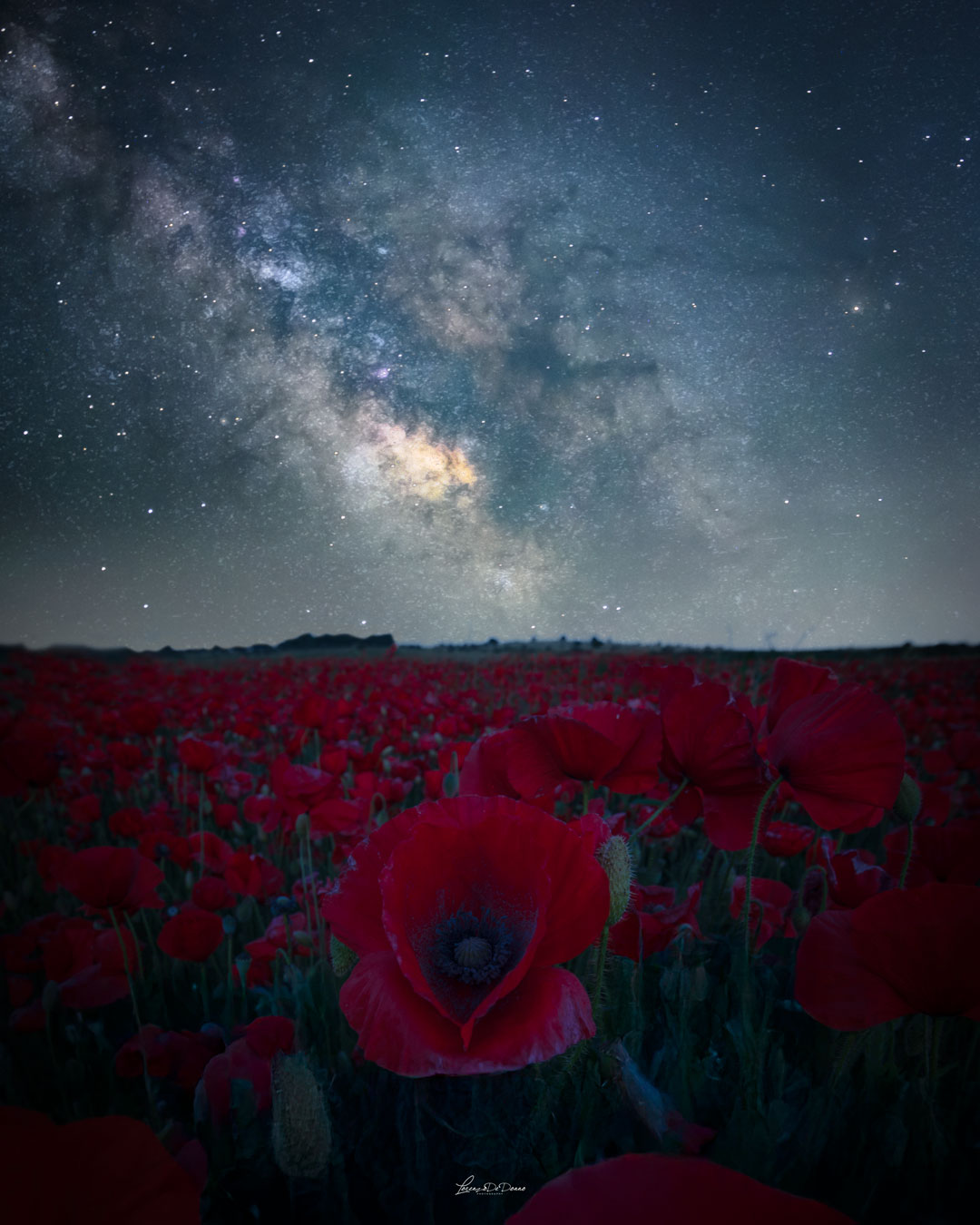 Poppies - Salento