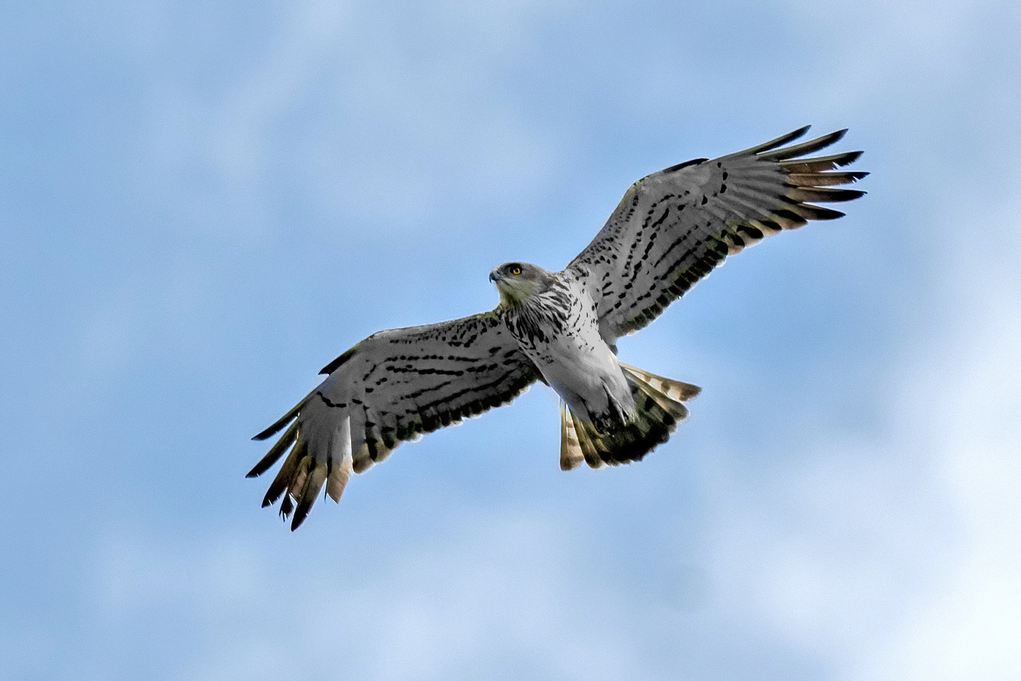 Biancone (Circaetus gallicus)